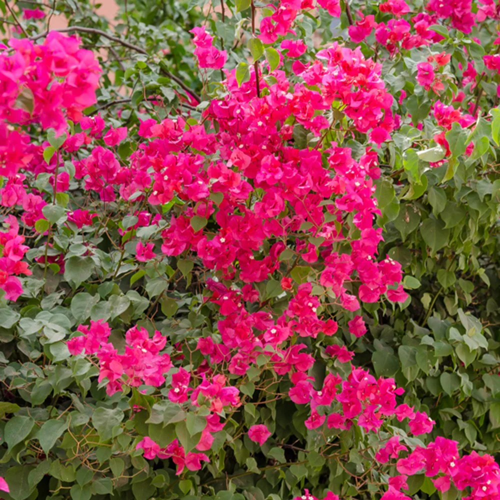 Bougainvillier Rose - Image 3
