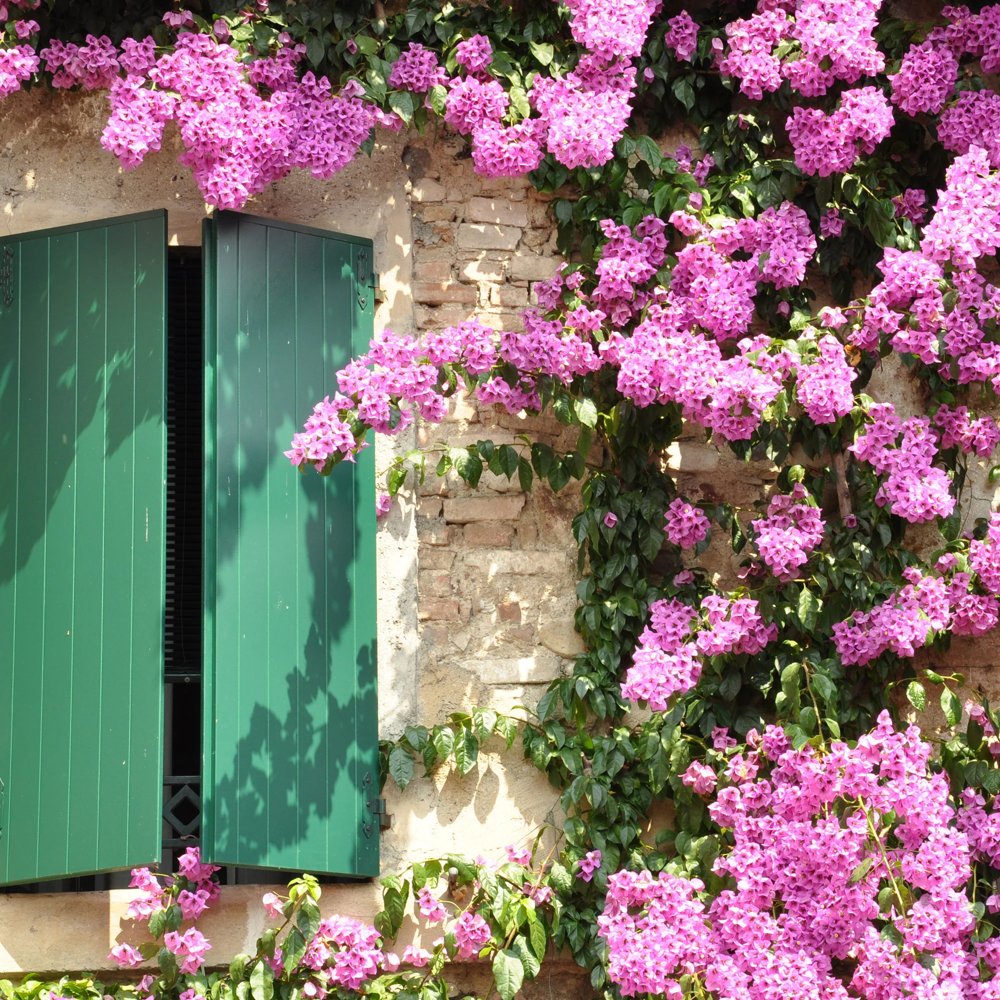 Bougainvillier Rose - Image 5