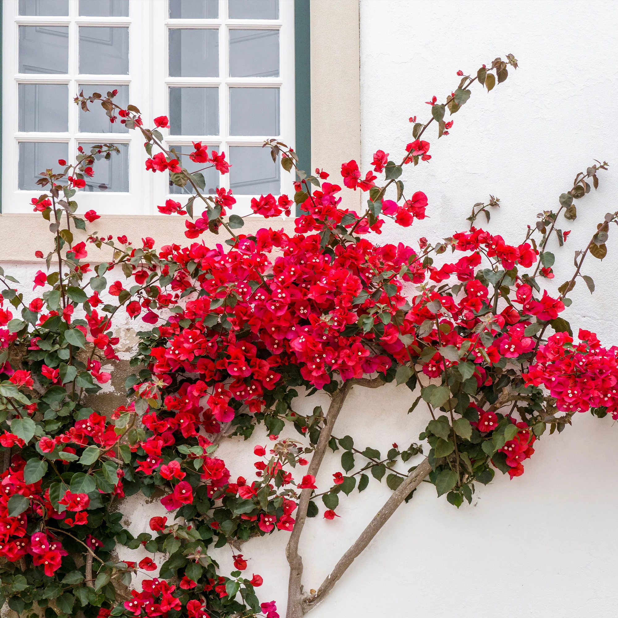 Bougainvillier Rouge - Image 3