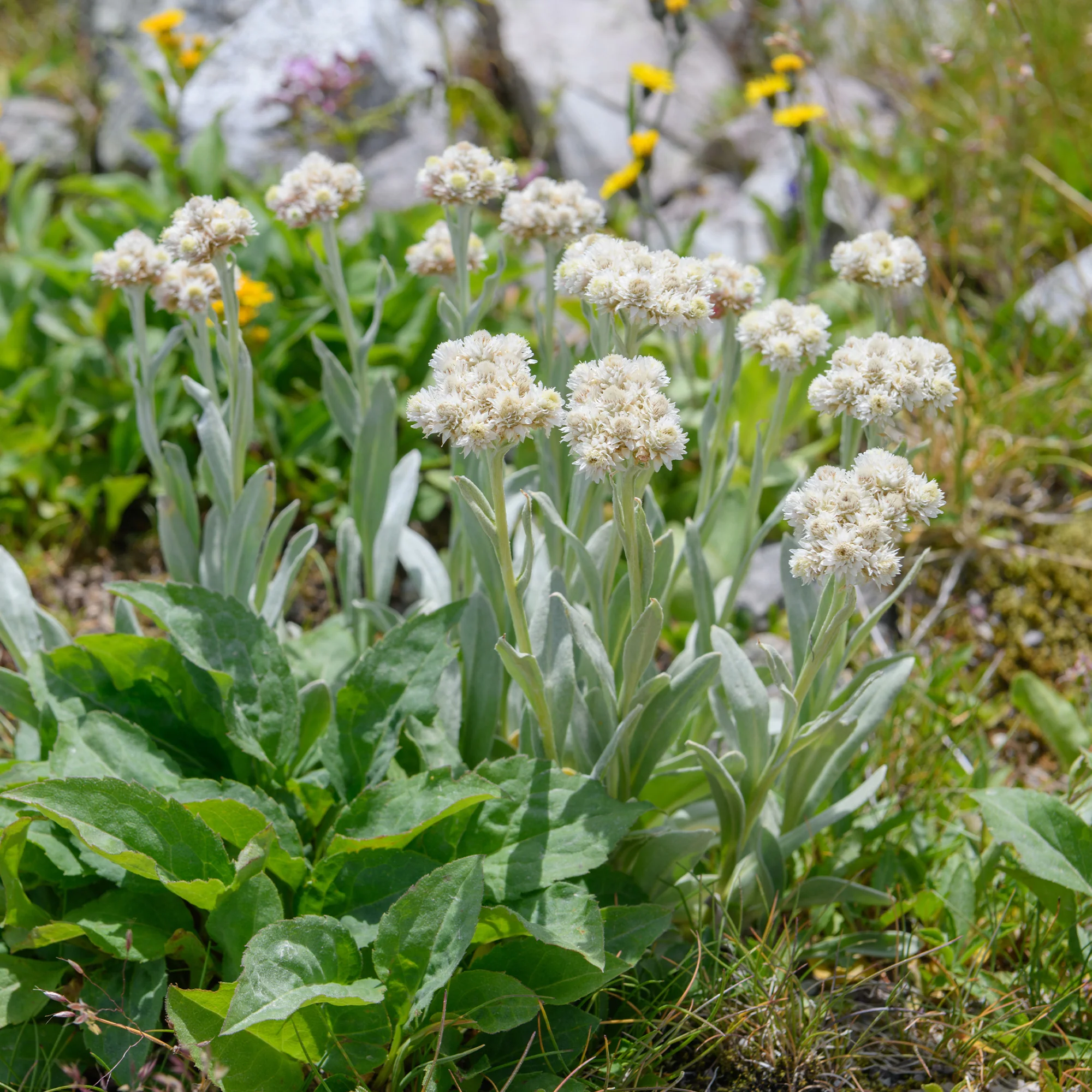 Bouton d'argent des Alpes