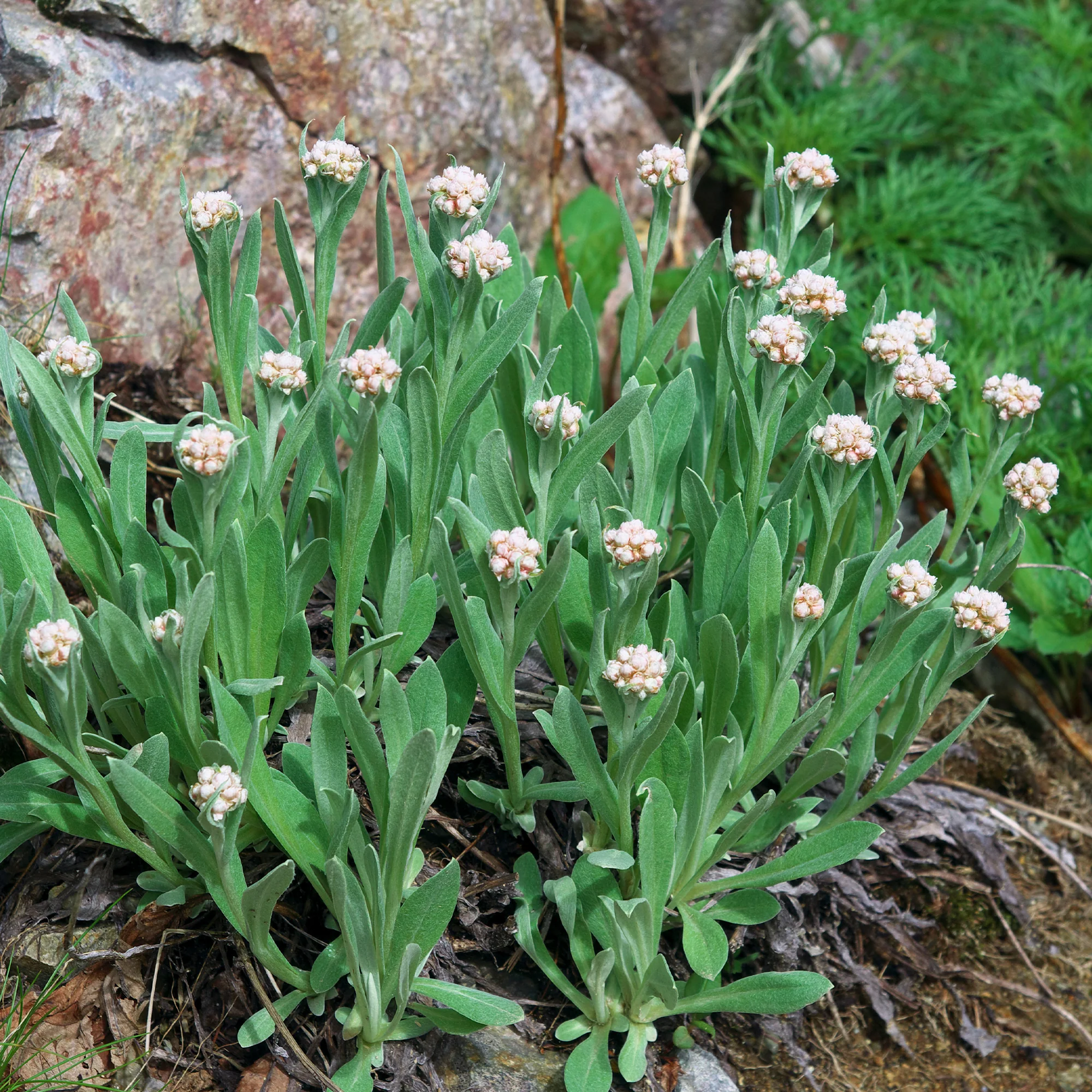 Bouton d'argent des Alpes - Image 2