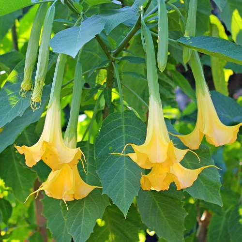 Brugmansia tricolore rose, blanc, jaune - Image 3