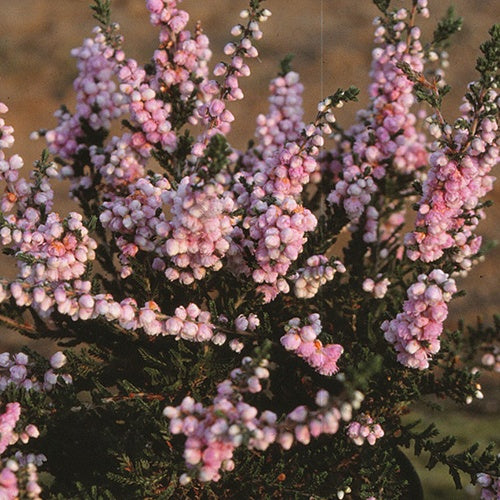 Bruyère d'été Elsie Purnell