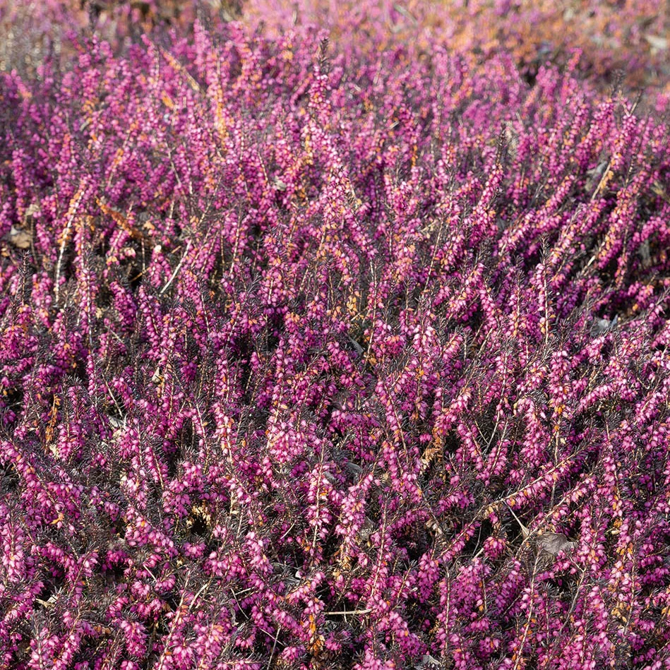 Bruyère d'hiver Kramer's Rote - Image 3