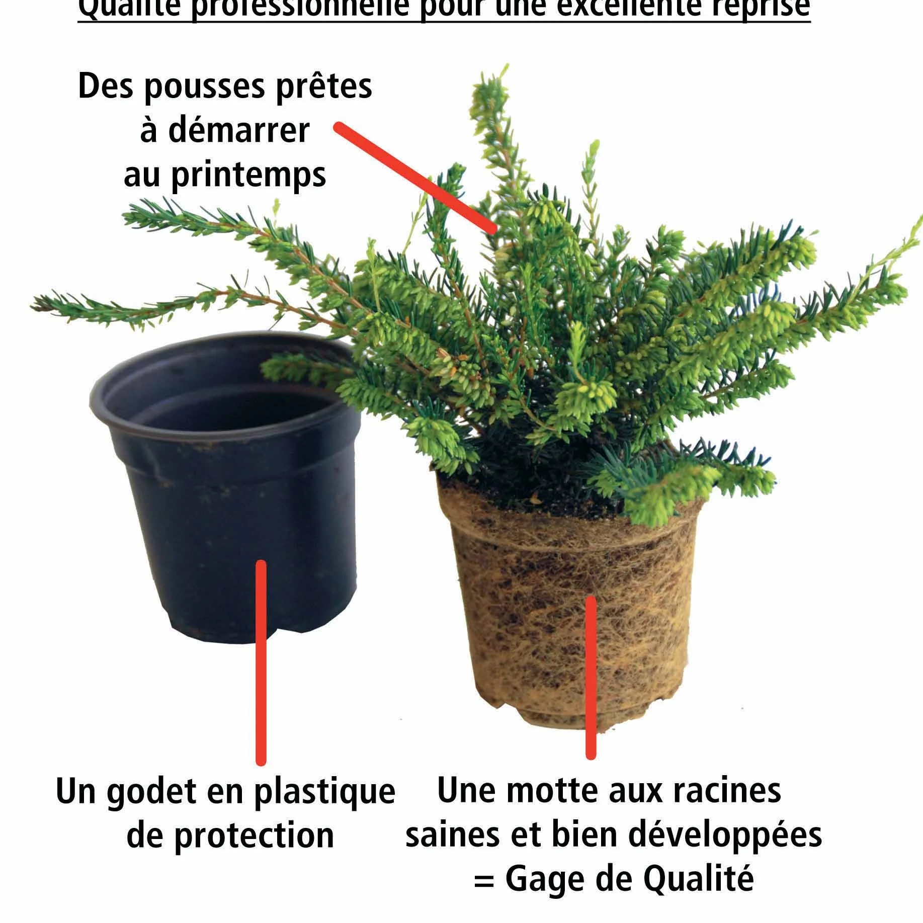 6 Bruyères d'hiver en mélange - Image 5