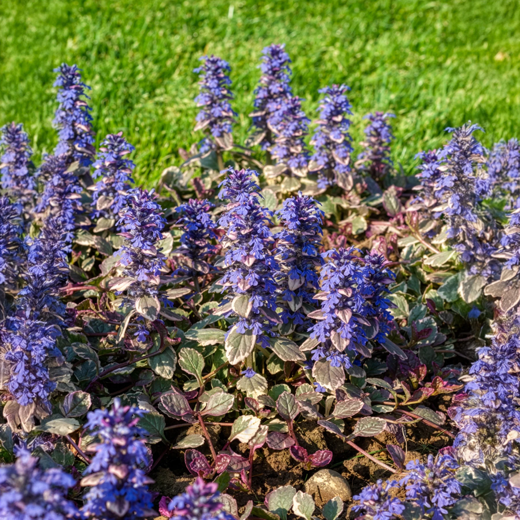 Bugle rampante Burgundy Glow