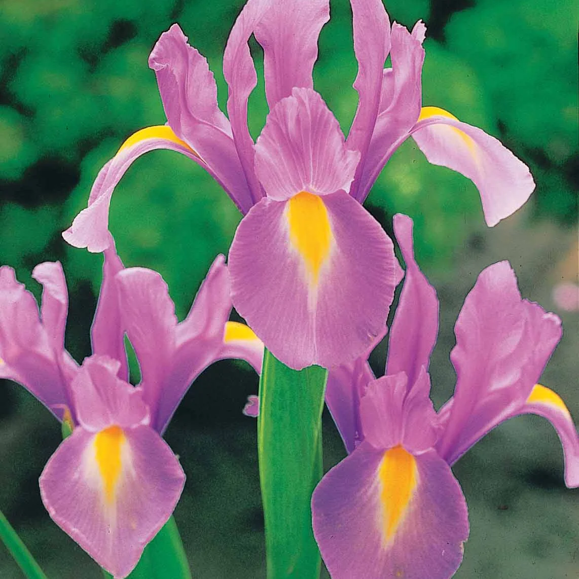 10 Iris de Hollande Rosario