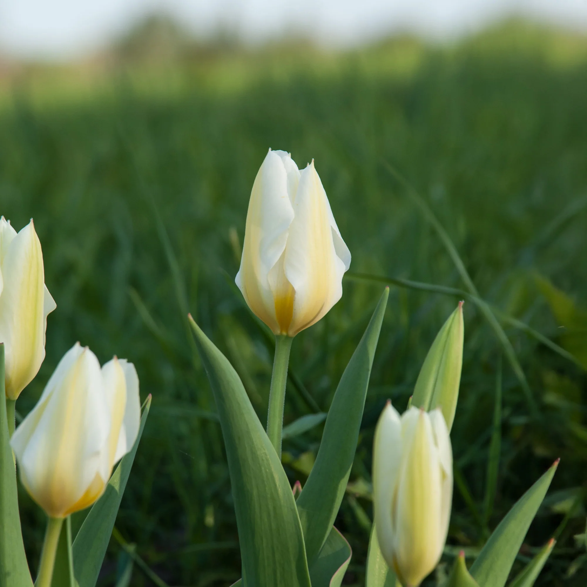 10 Tulipes Fosteriana Purissima - Image 5
