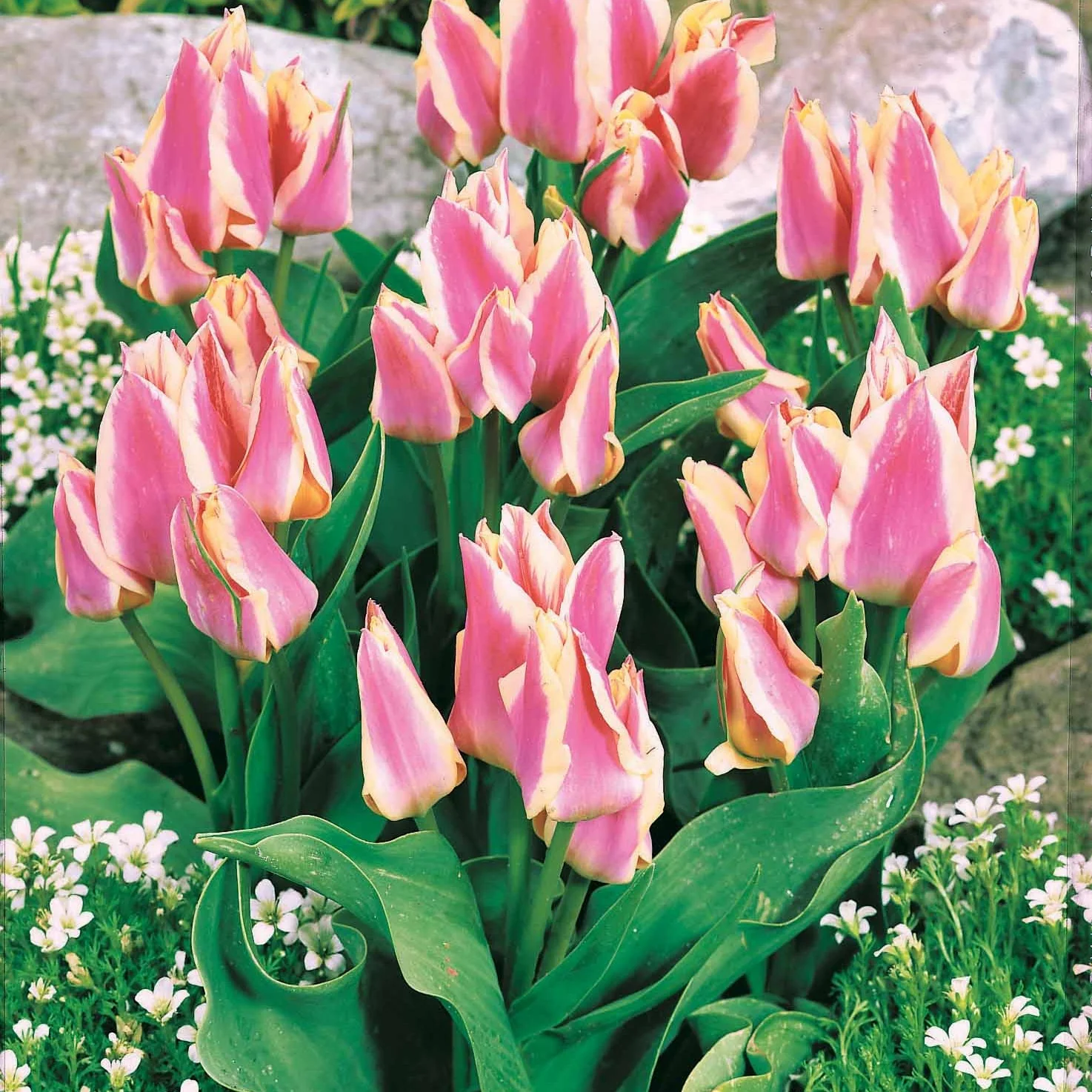10 Tulipes Quebec