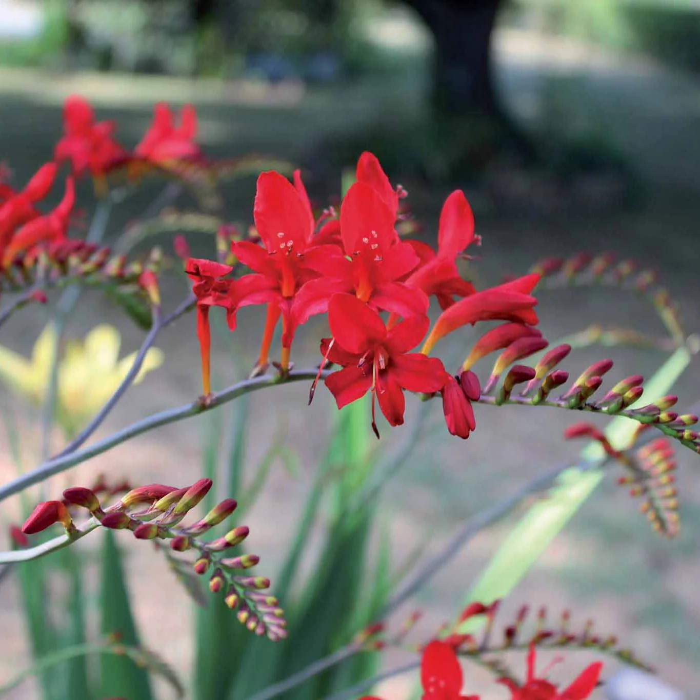 15 Crocosmias rouges - Image 4