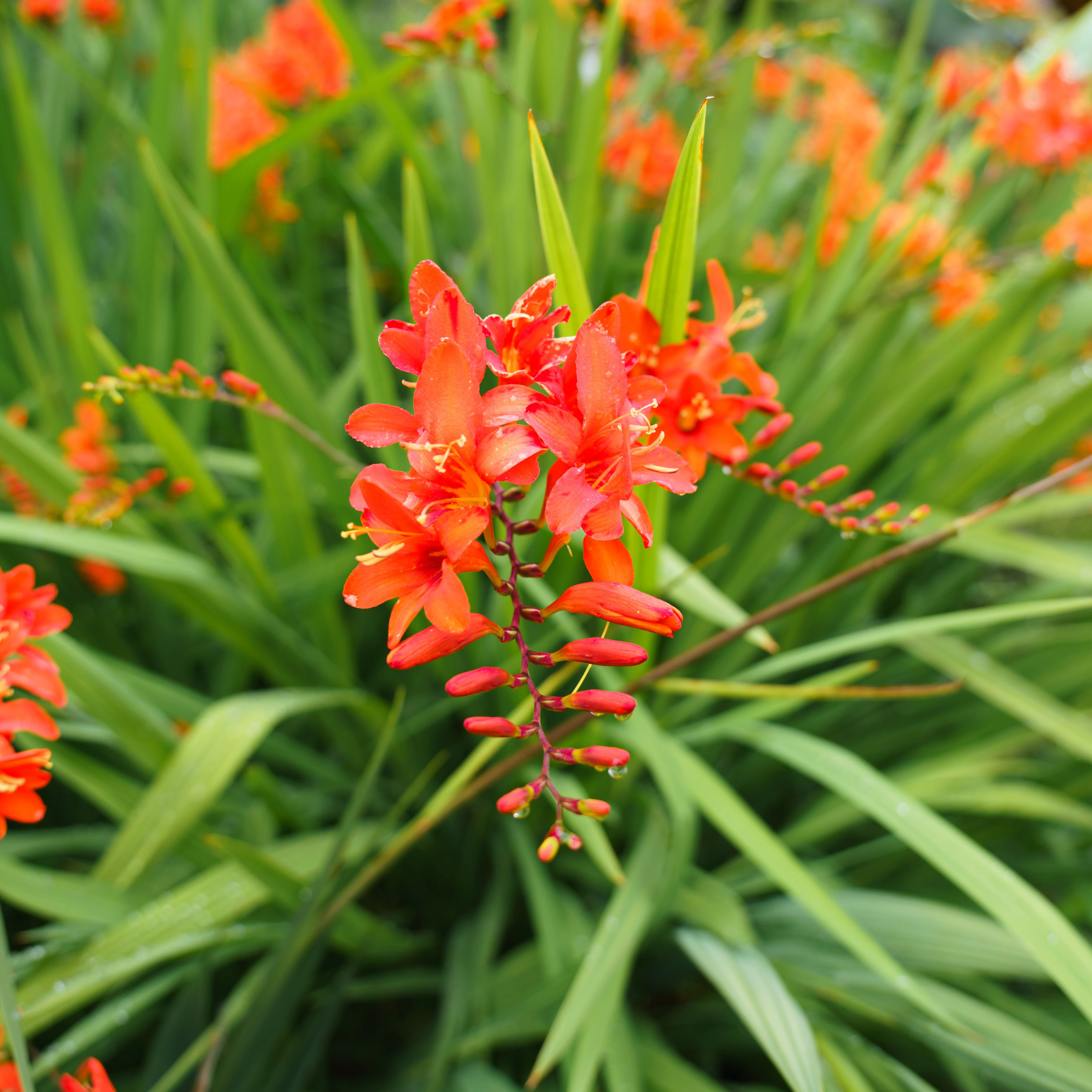 15 Crocosmias rouges - Image 5