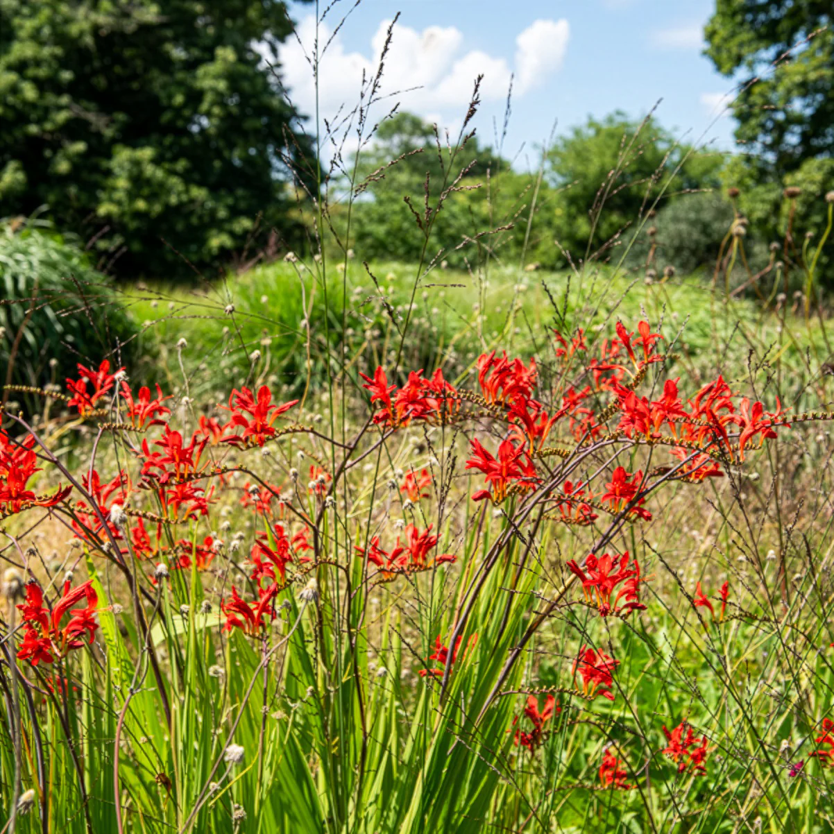 15 Crocosmias rouges - Image 8