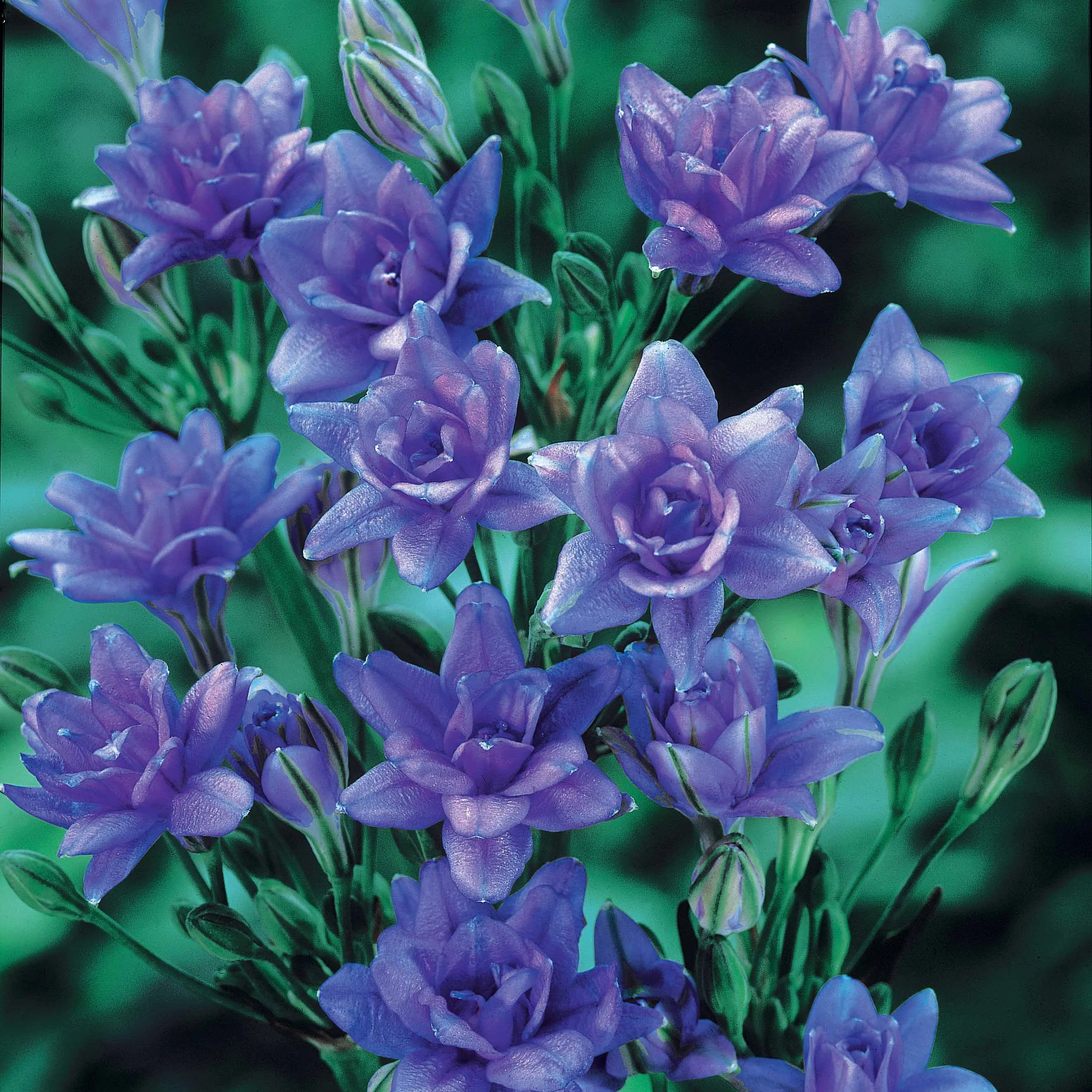 15 Tritéléias Bleu Royal