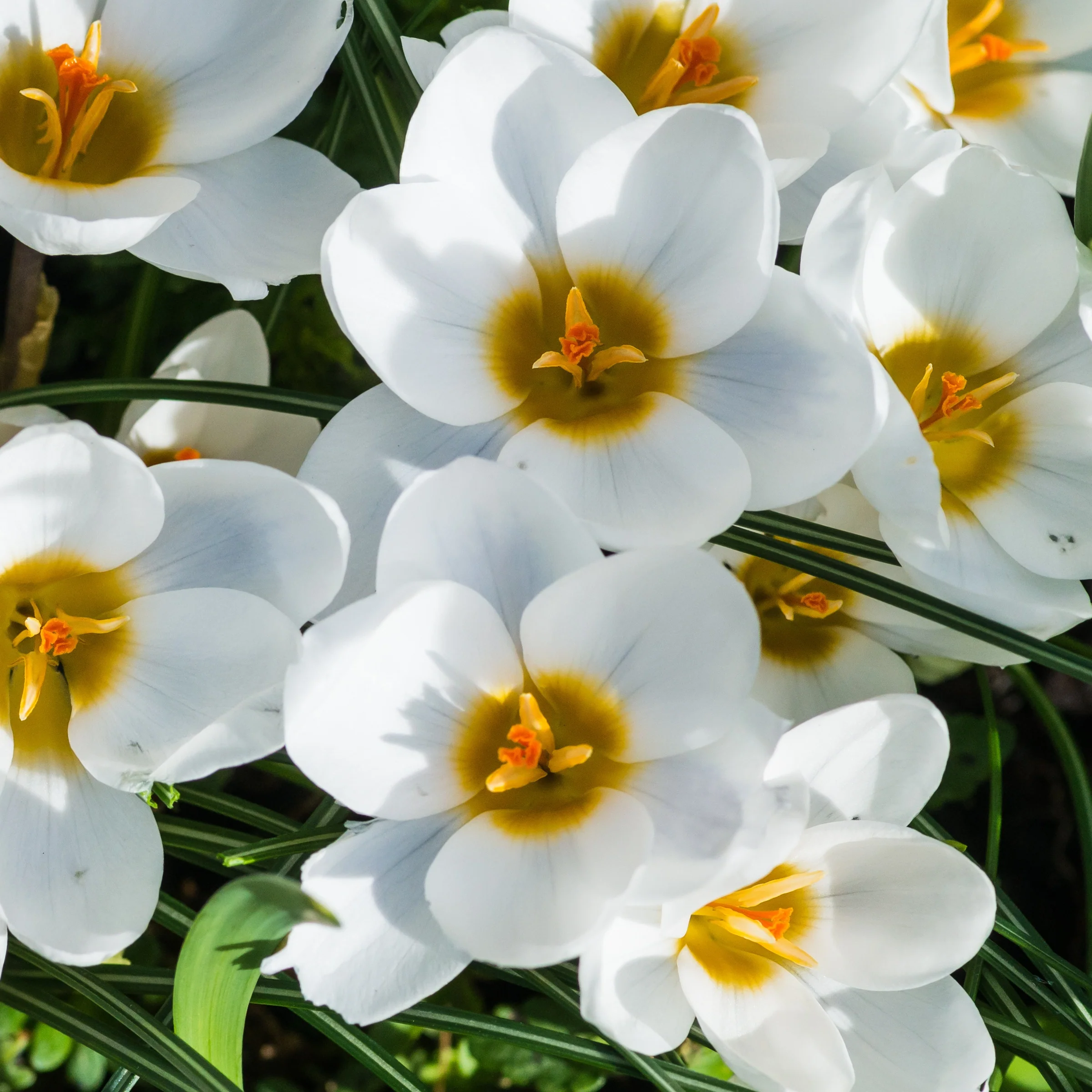 10 Crocus Ard Schenk - Image 2