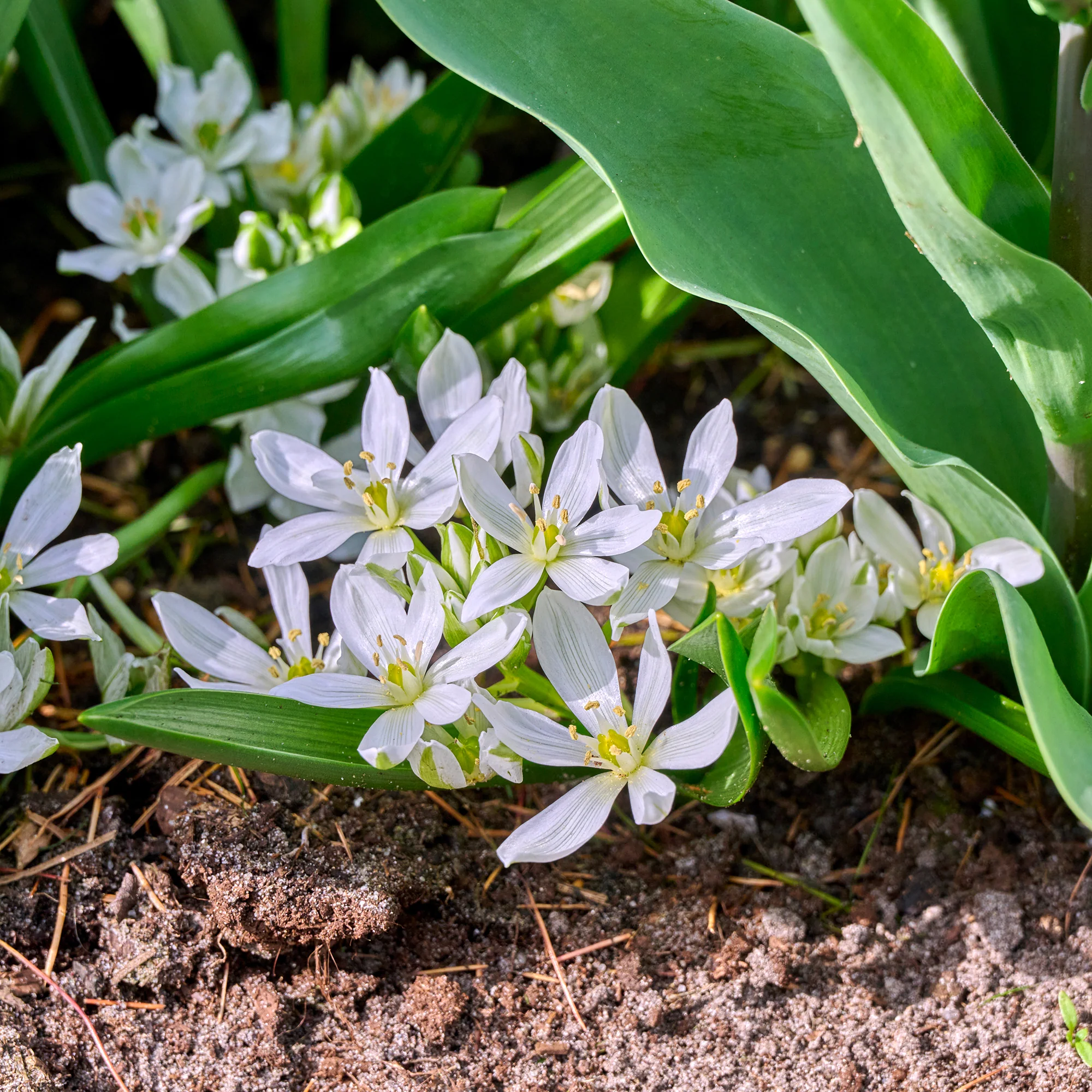 10 Crocus Ard Schenk - Image 5