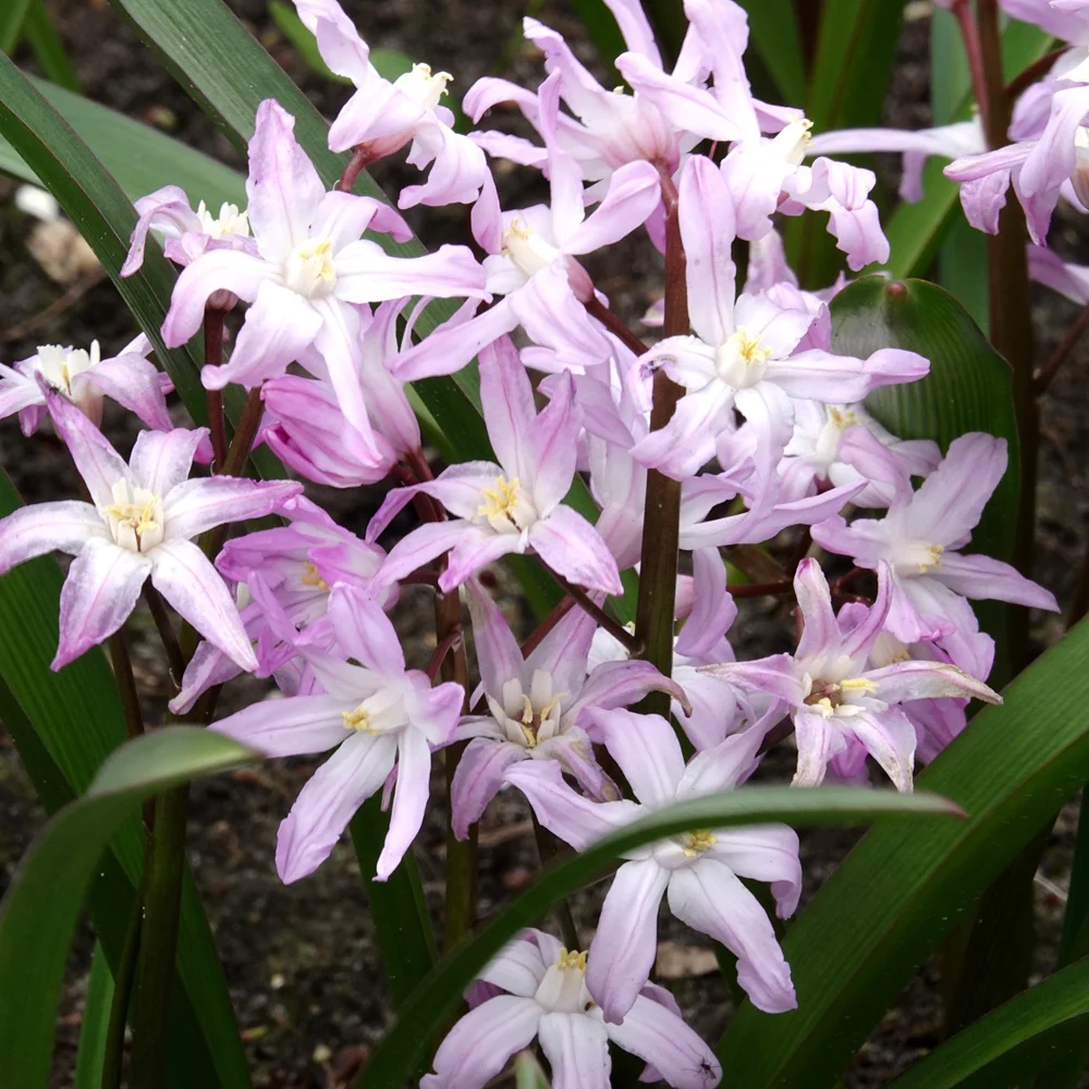 20 Gloire des Neiges 'Pink Giant'