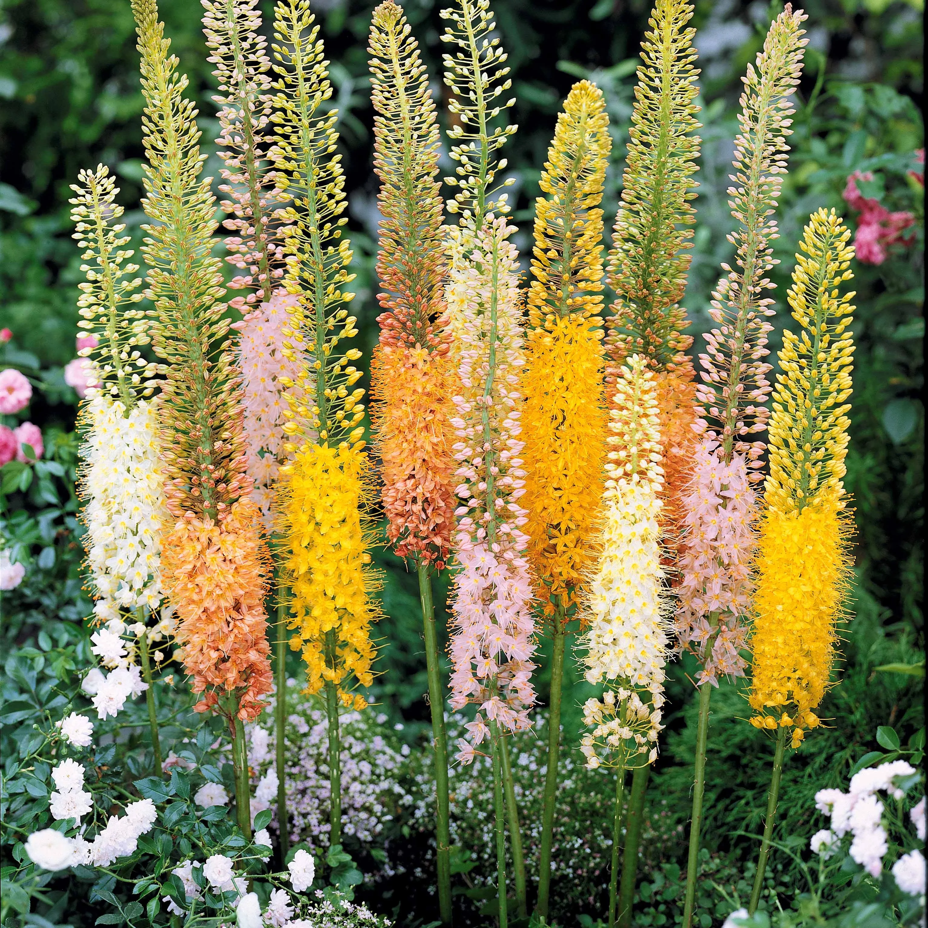 5 Eremurus en mélange