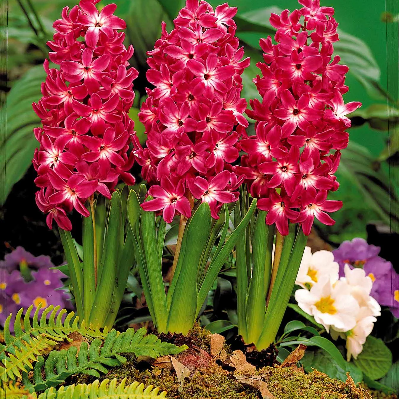 5 Jacinthes à coeur blanc Red Magic