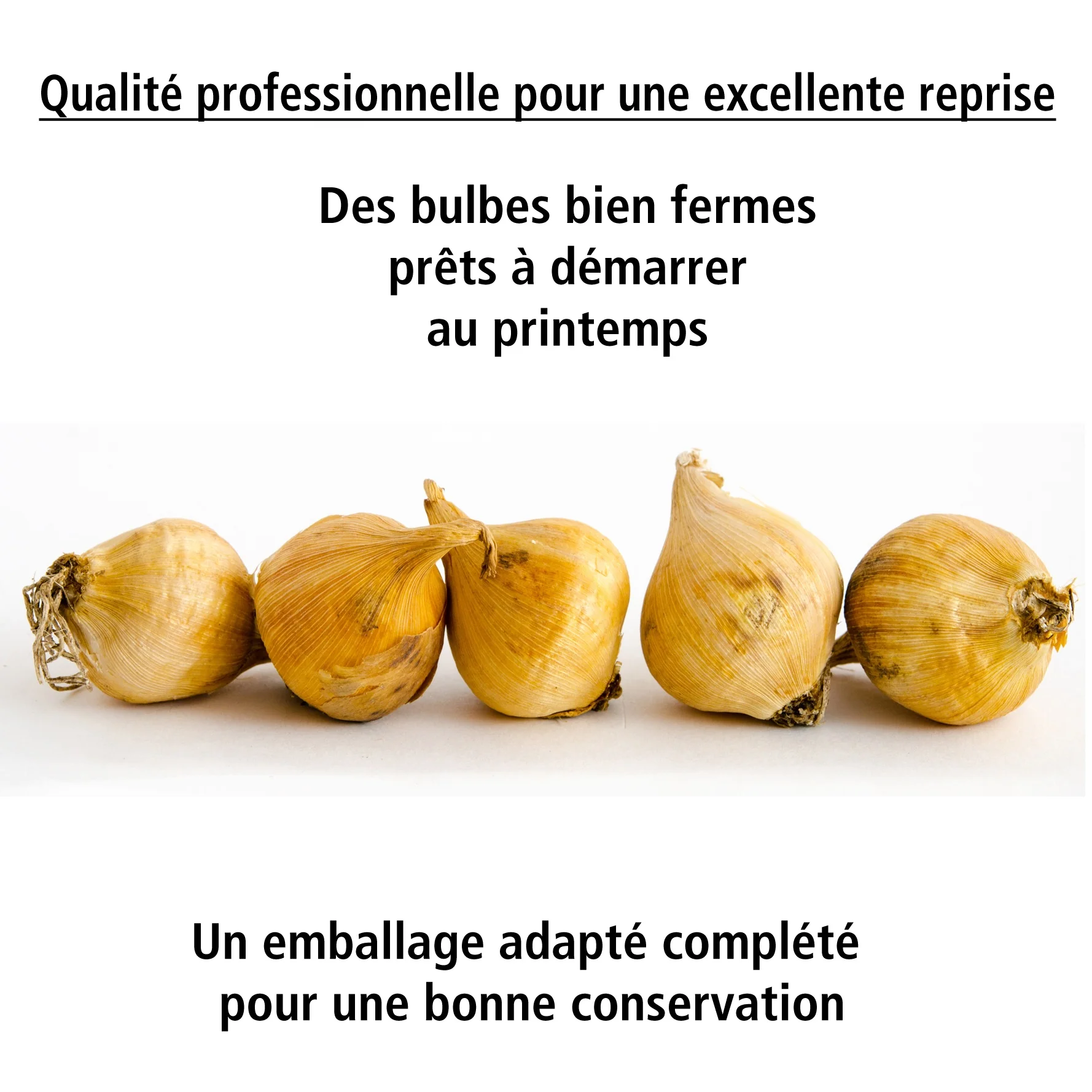 50 Iris miniatures en mélange - Image 2