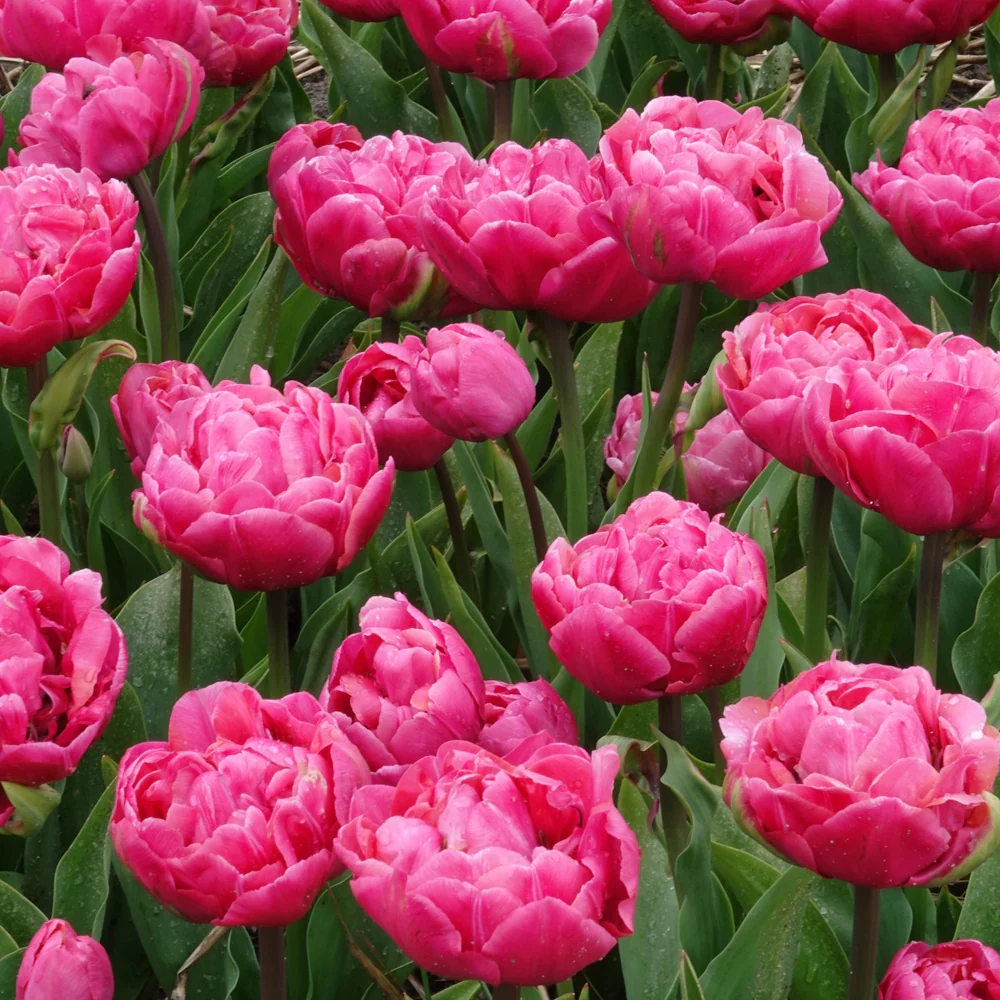 7 Tulipes doubles Amazing Grace - Image 2
