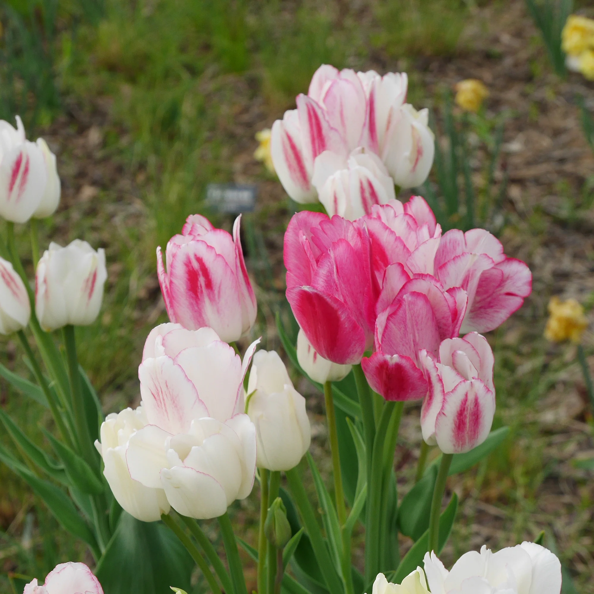 7 Tulipes Pluriflores Candy Club - Image 2