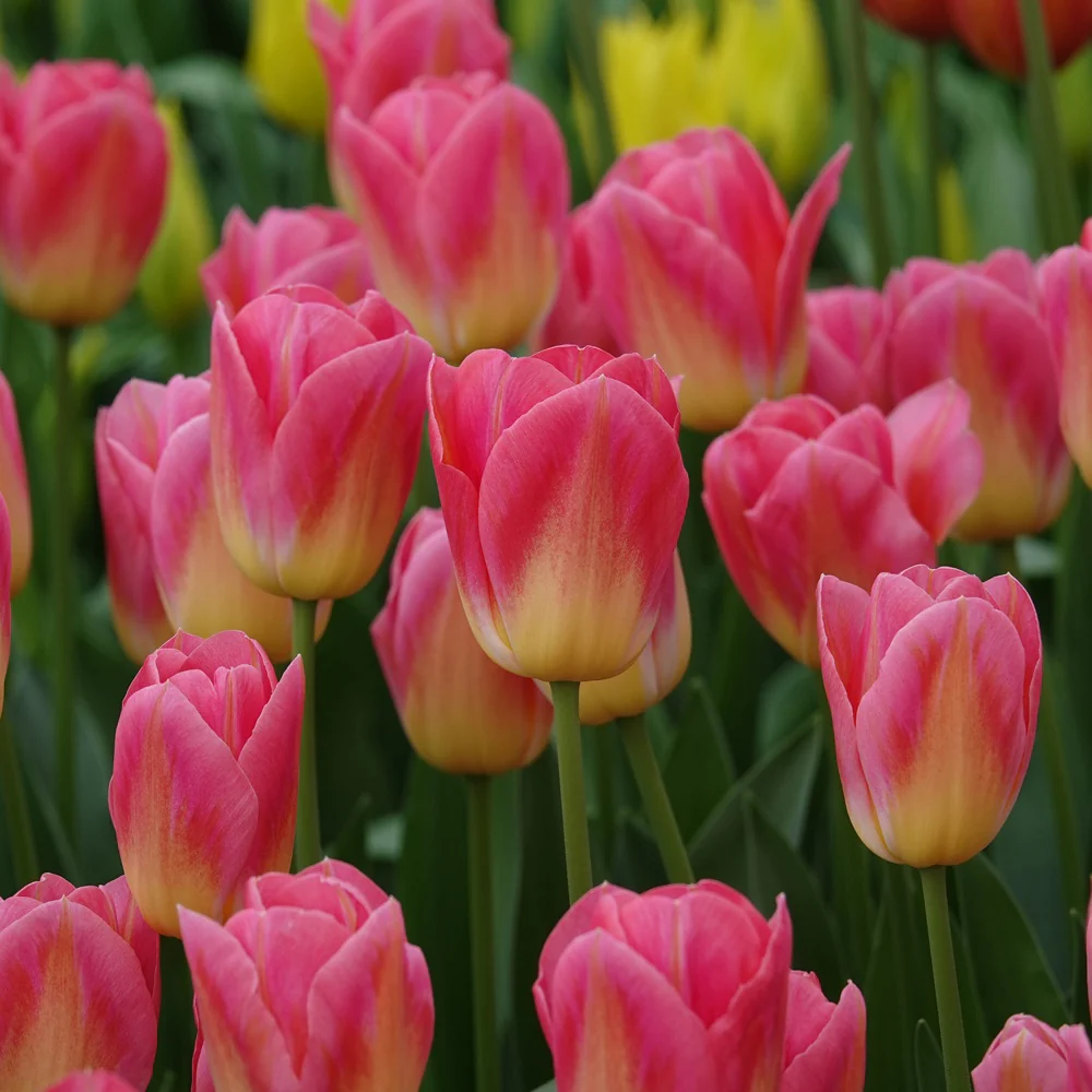 7 Tulipes Triomphe Tom Pouce
