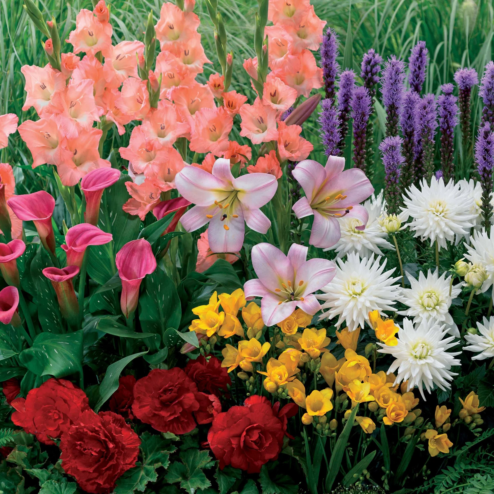31 Bulbes à floraison estivale en mélange