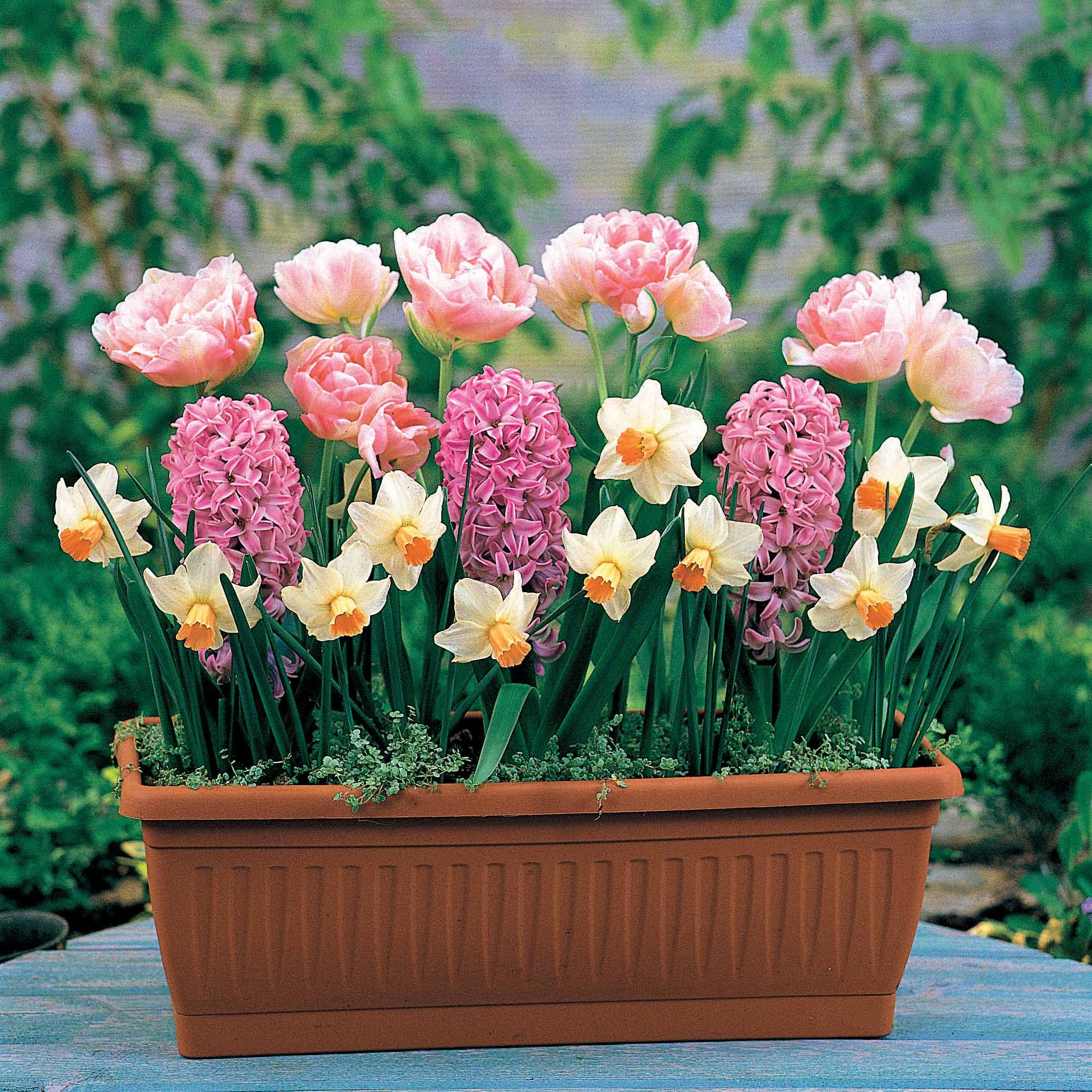 13 Bulbes à floraison printanière en mélange