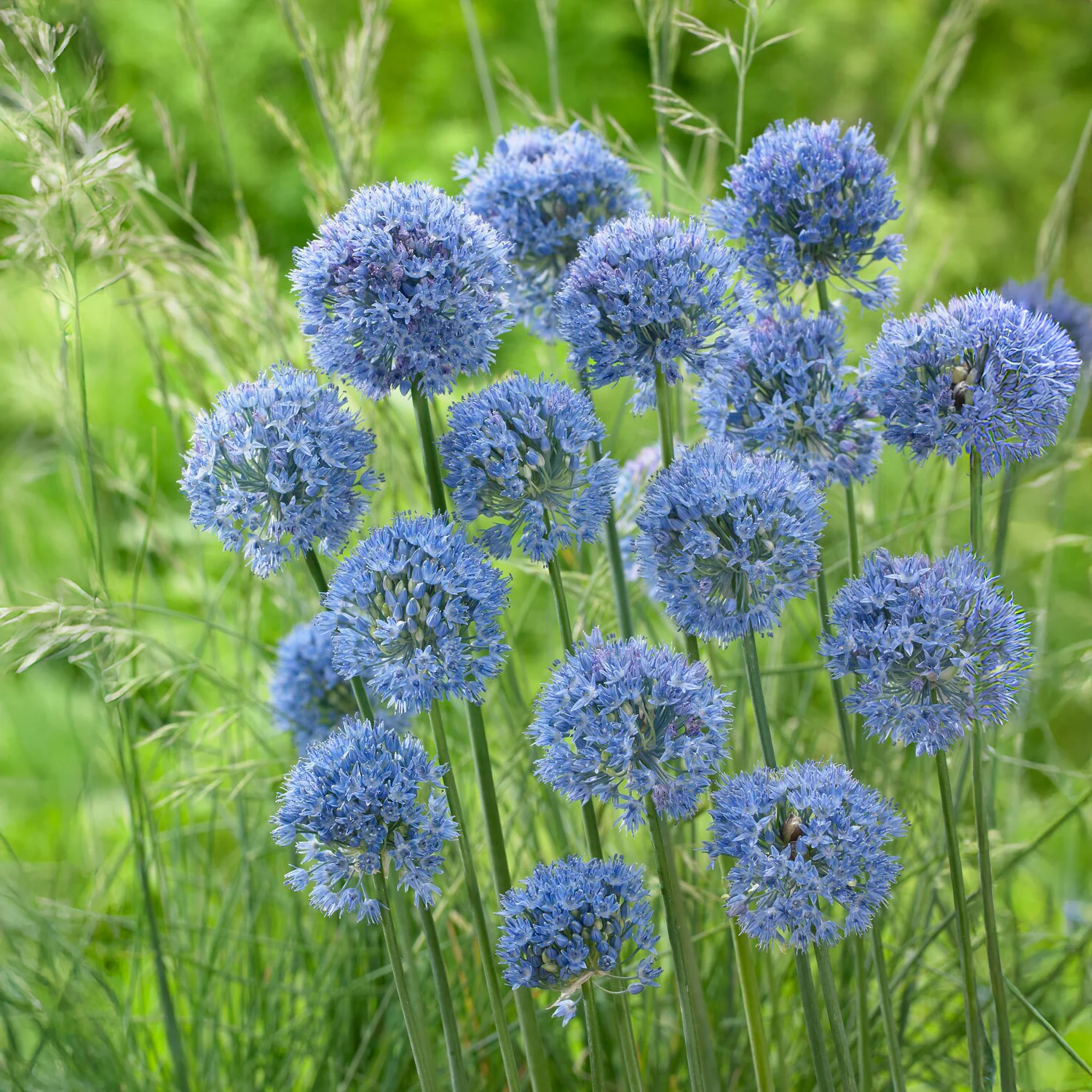 20 Alliums bleus - Image 3