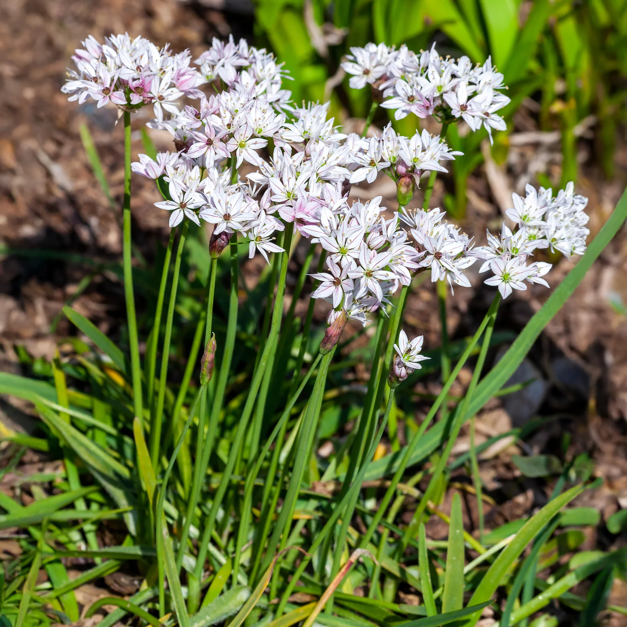 25 Alliums Caméléon - Image 3