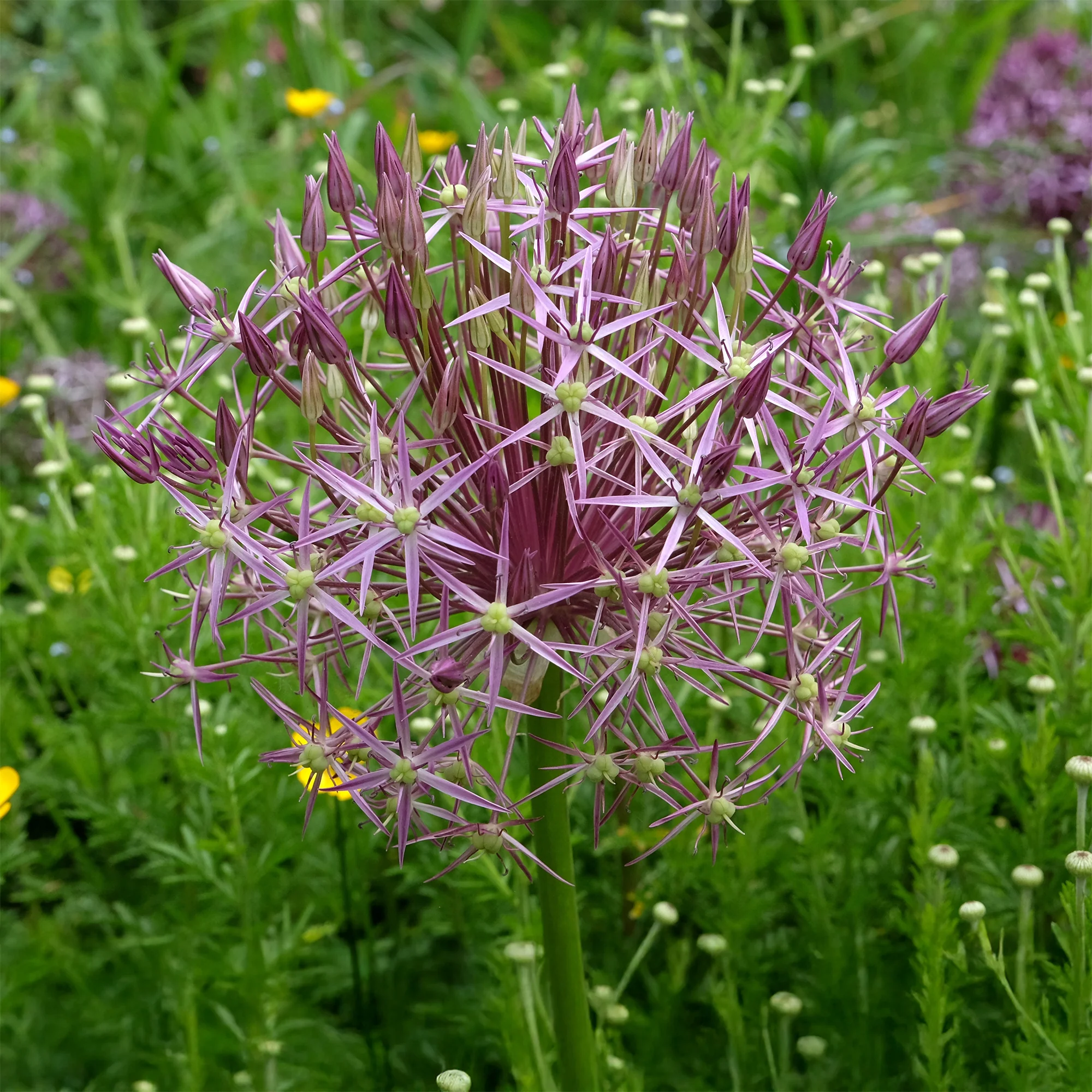 10 Alliums Christophii - Image 3
