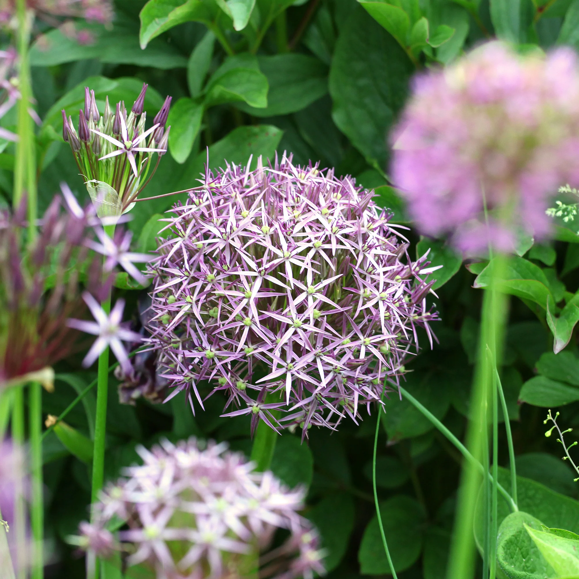 10 Alliums Christophii - Image 4