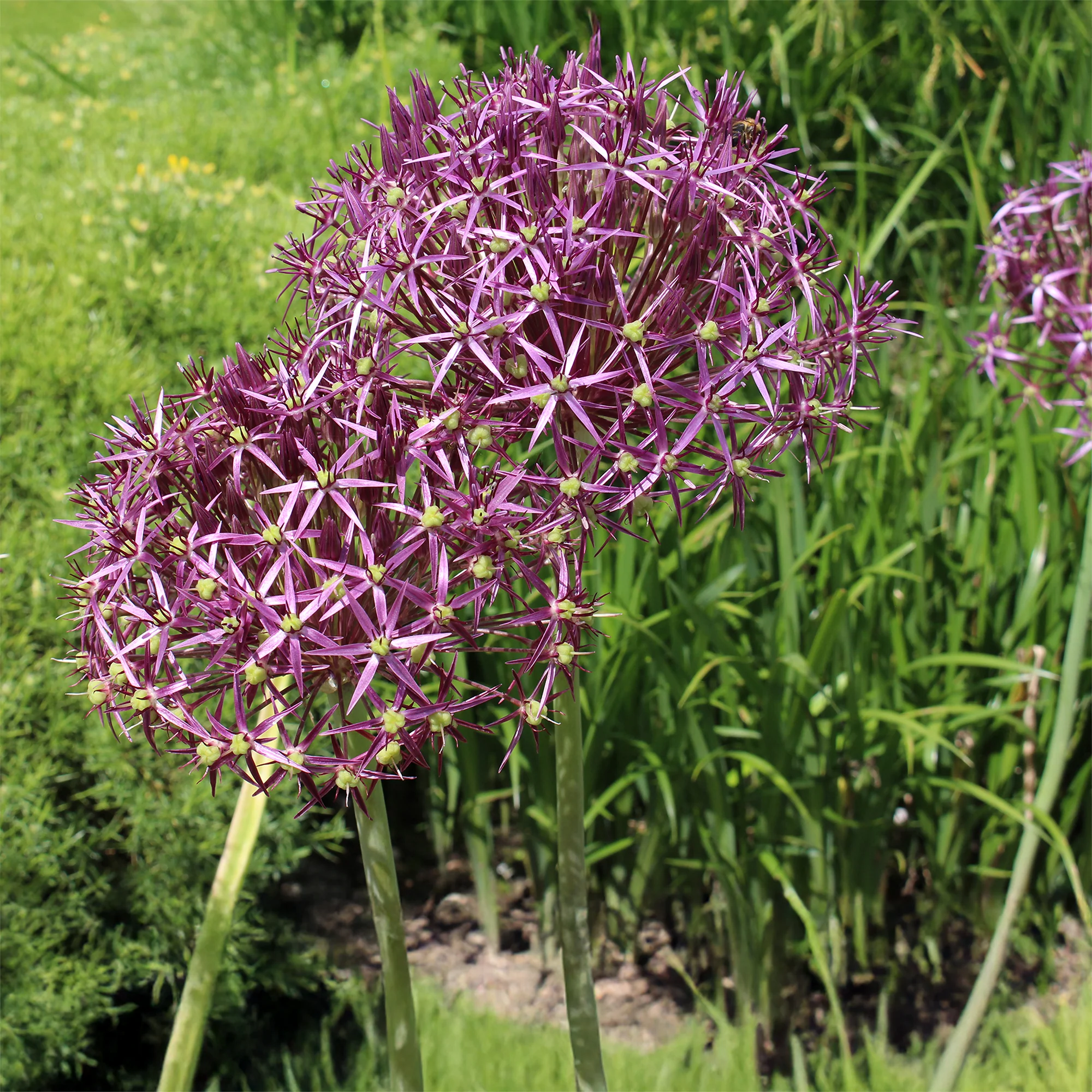 10 Alliums Christophii - Image 5