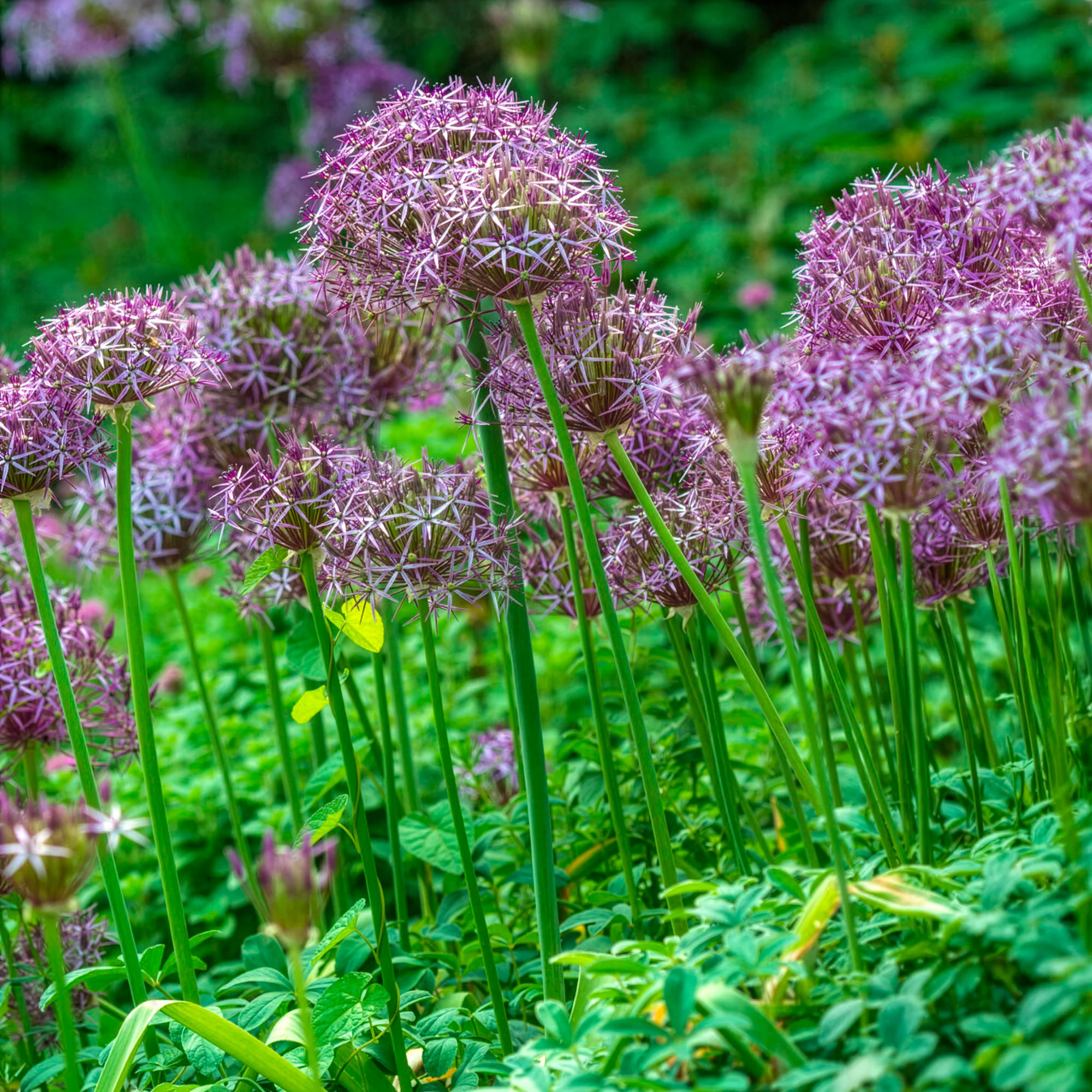 10 Alliums Christophii - Image 6