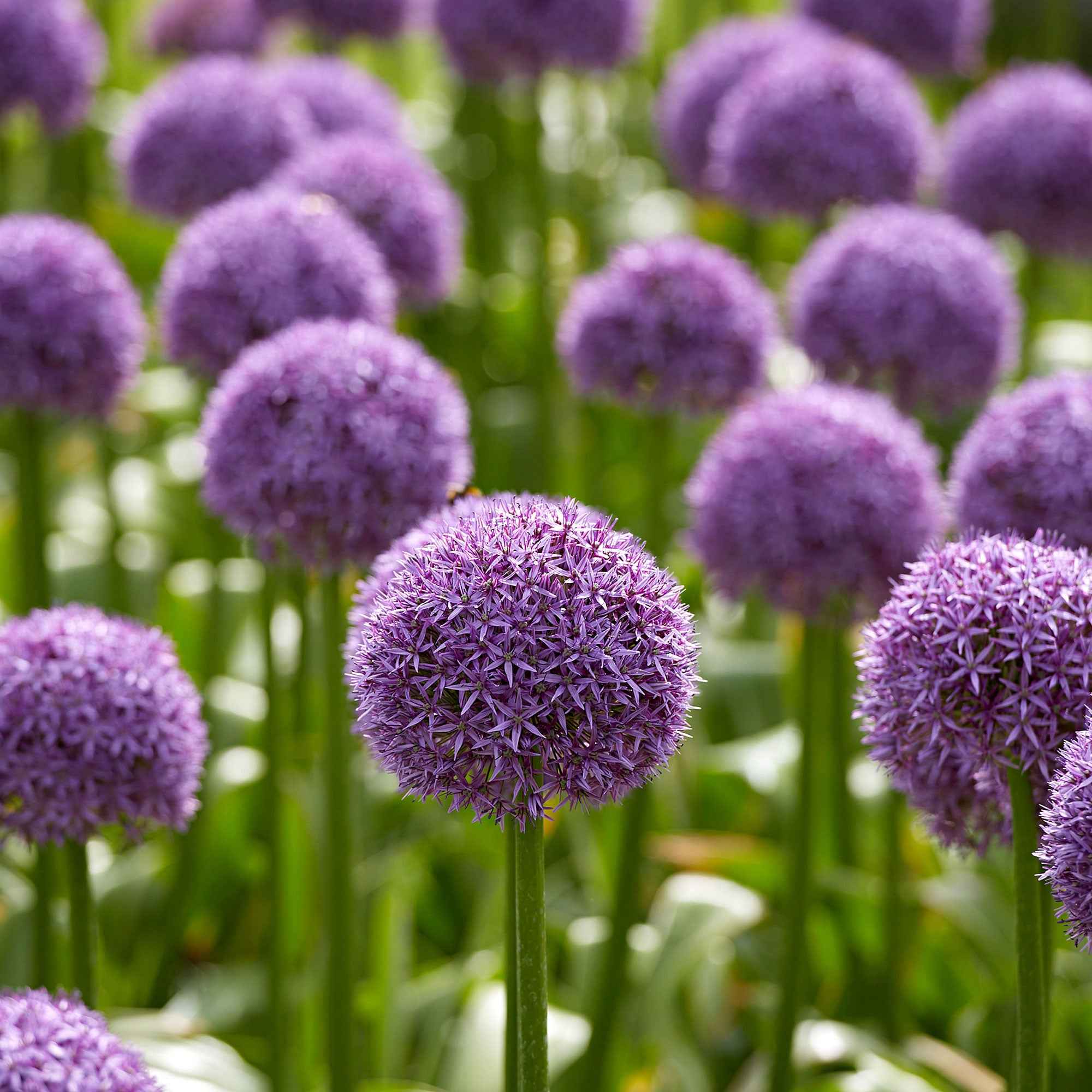3 Alliums d'ornement Globemaster - Image 3