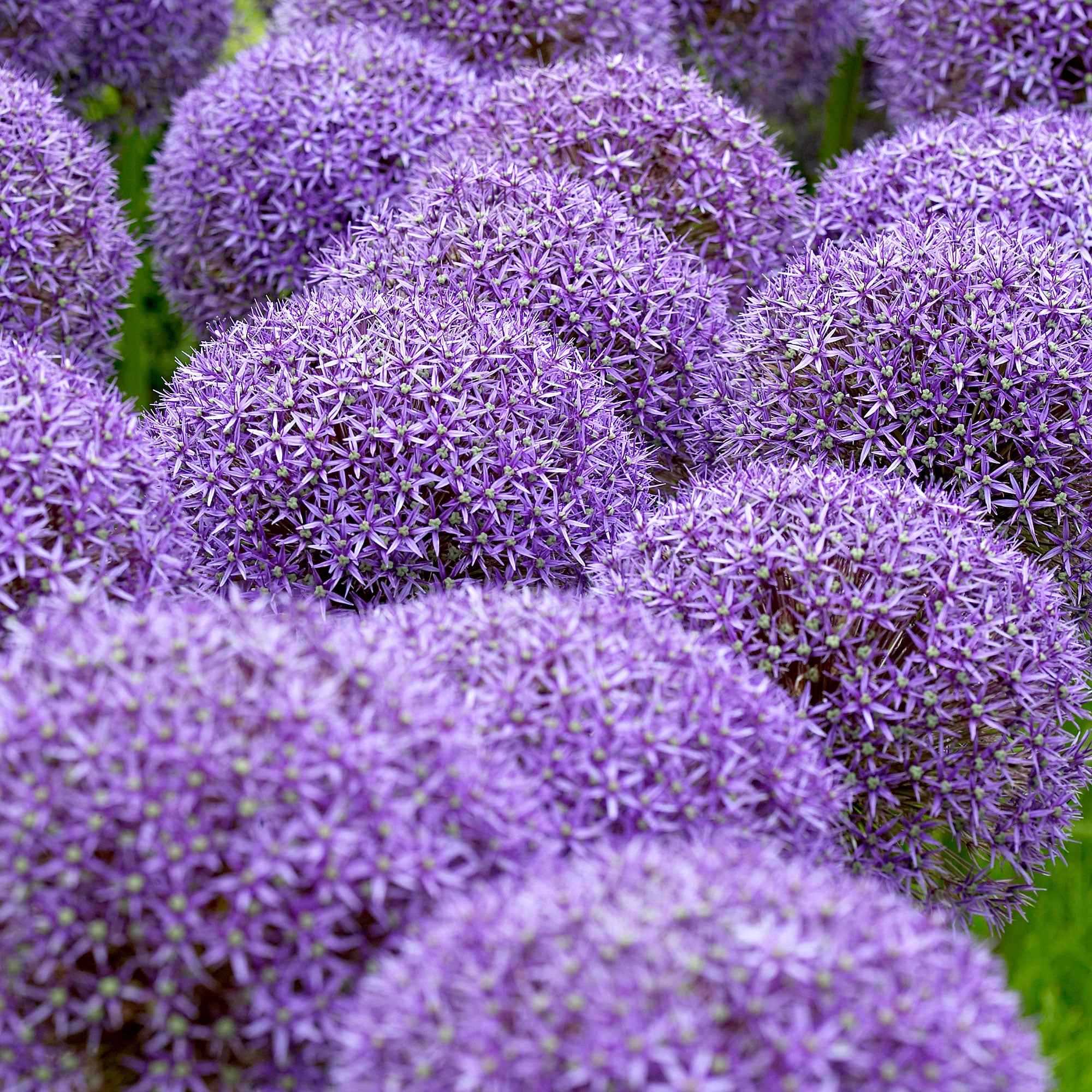 3 Alliums d'ornement Globemaster - Image 4