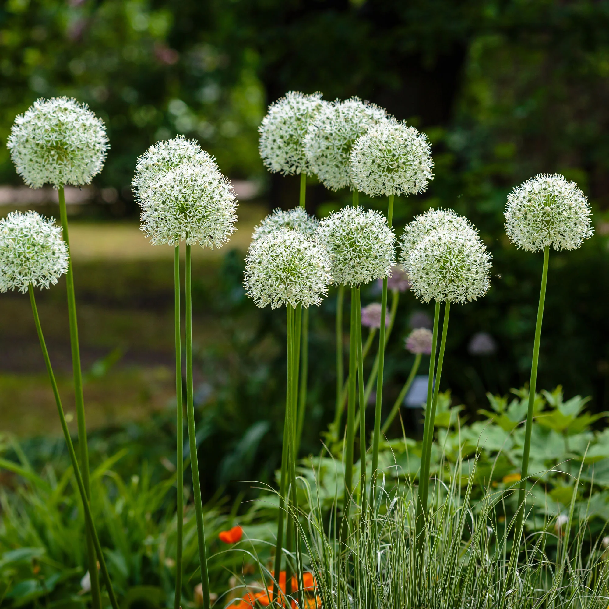2 Alliums Mount Everest - Image 3