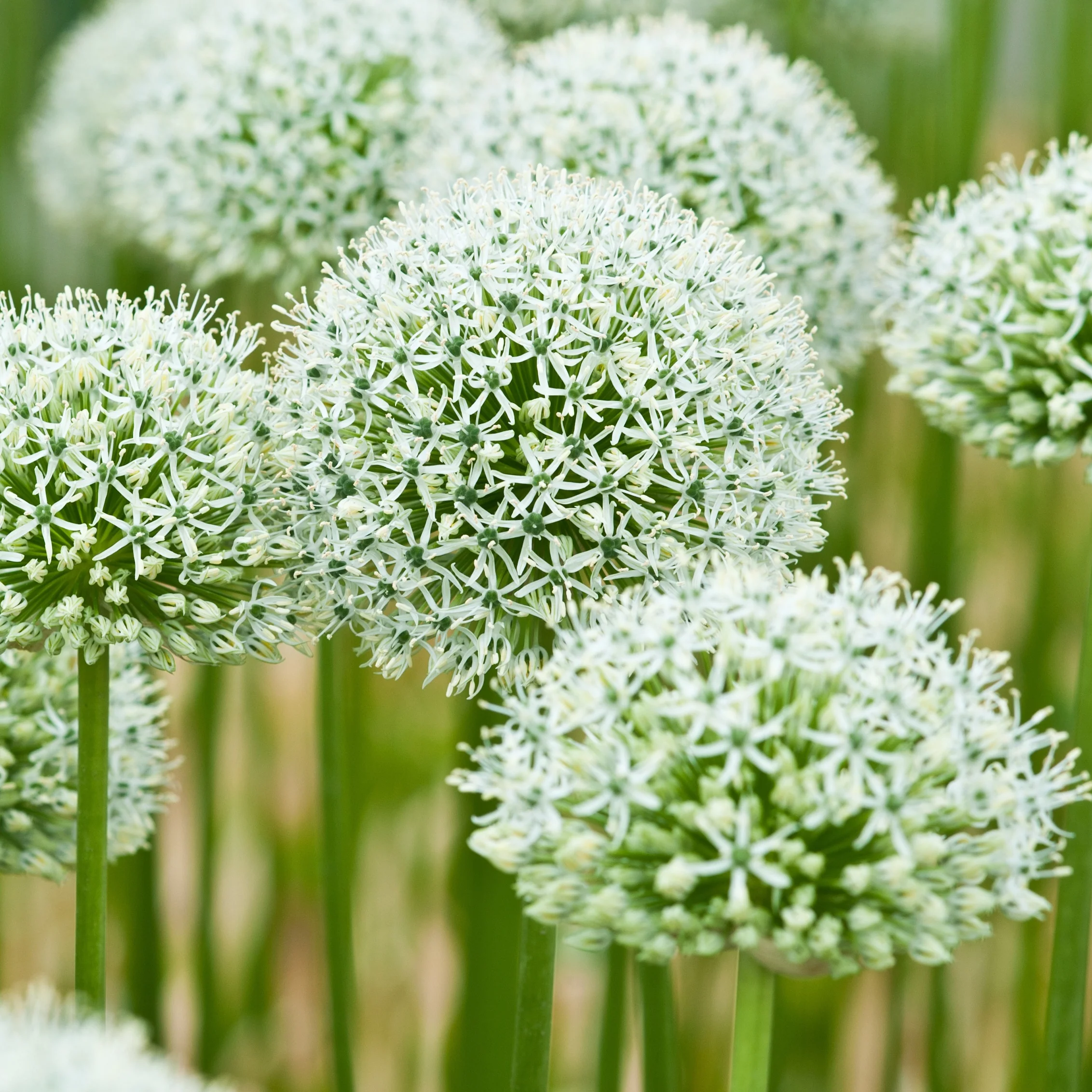 2 Alliums Mount Everest - Image 4