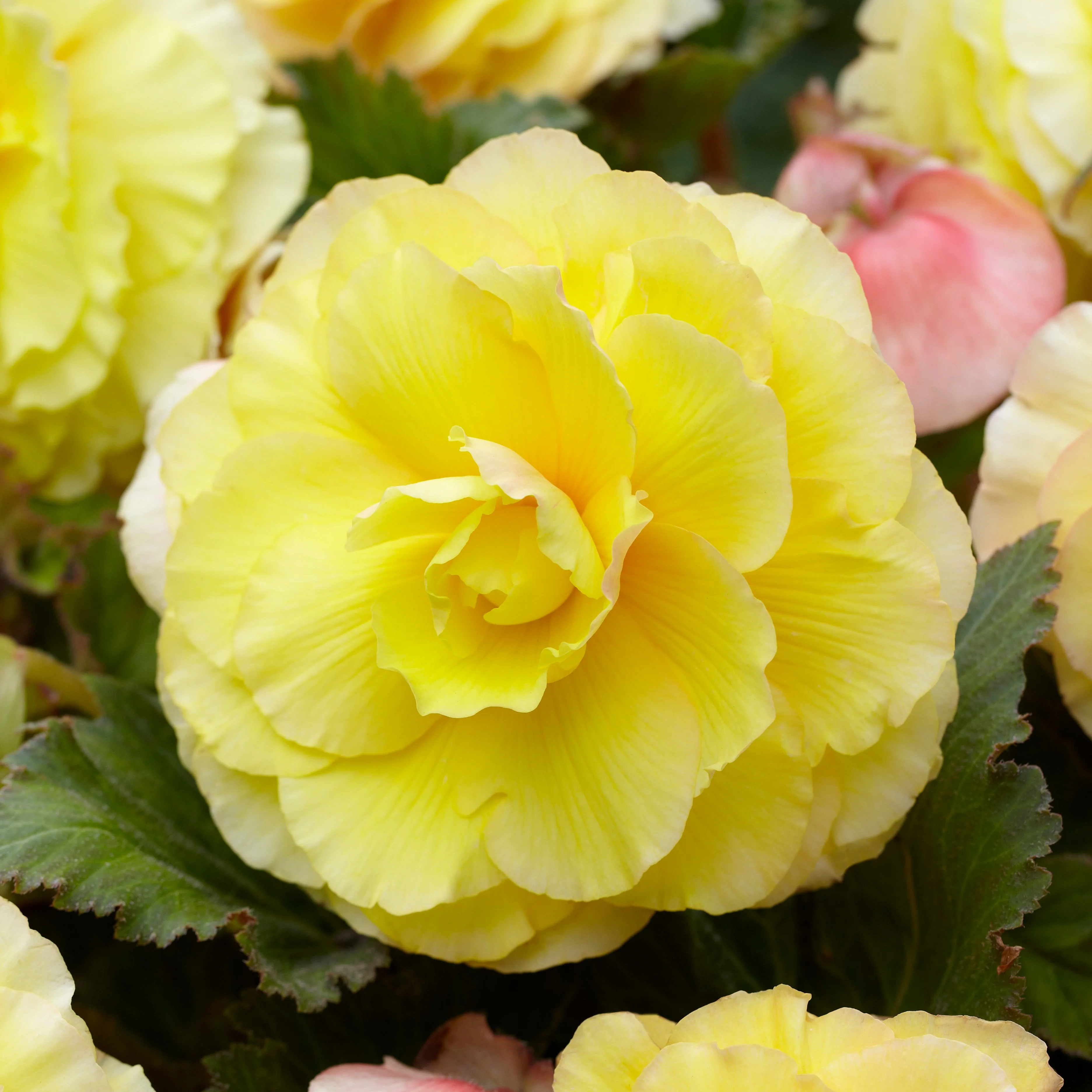 5 Bégonias doubles jaunes - Image 2