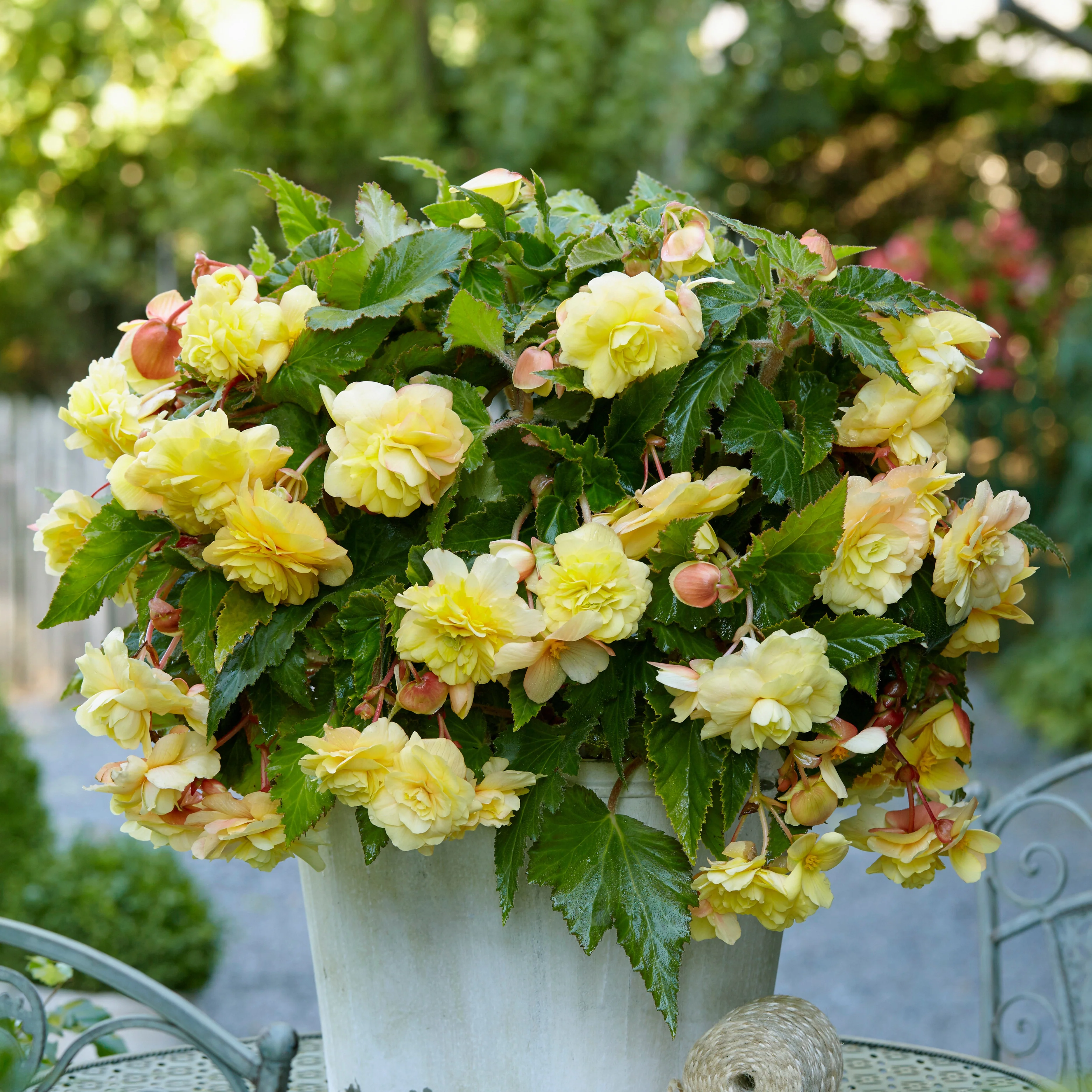 5 Bégonias parfumées Sunny Dream - Image 2