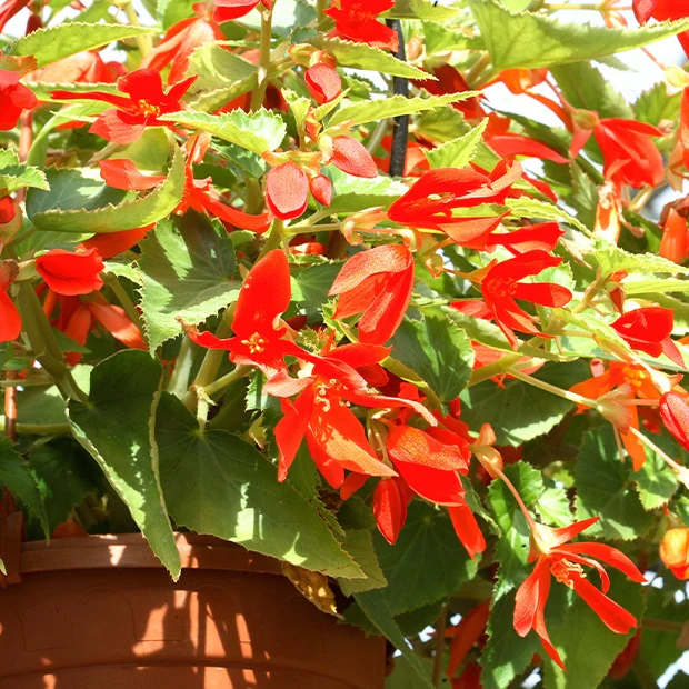 2 Bégonias Tanaïs - Image 3