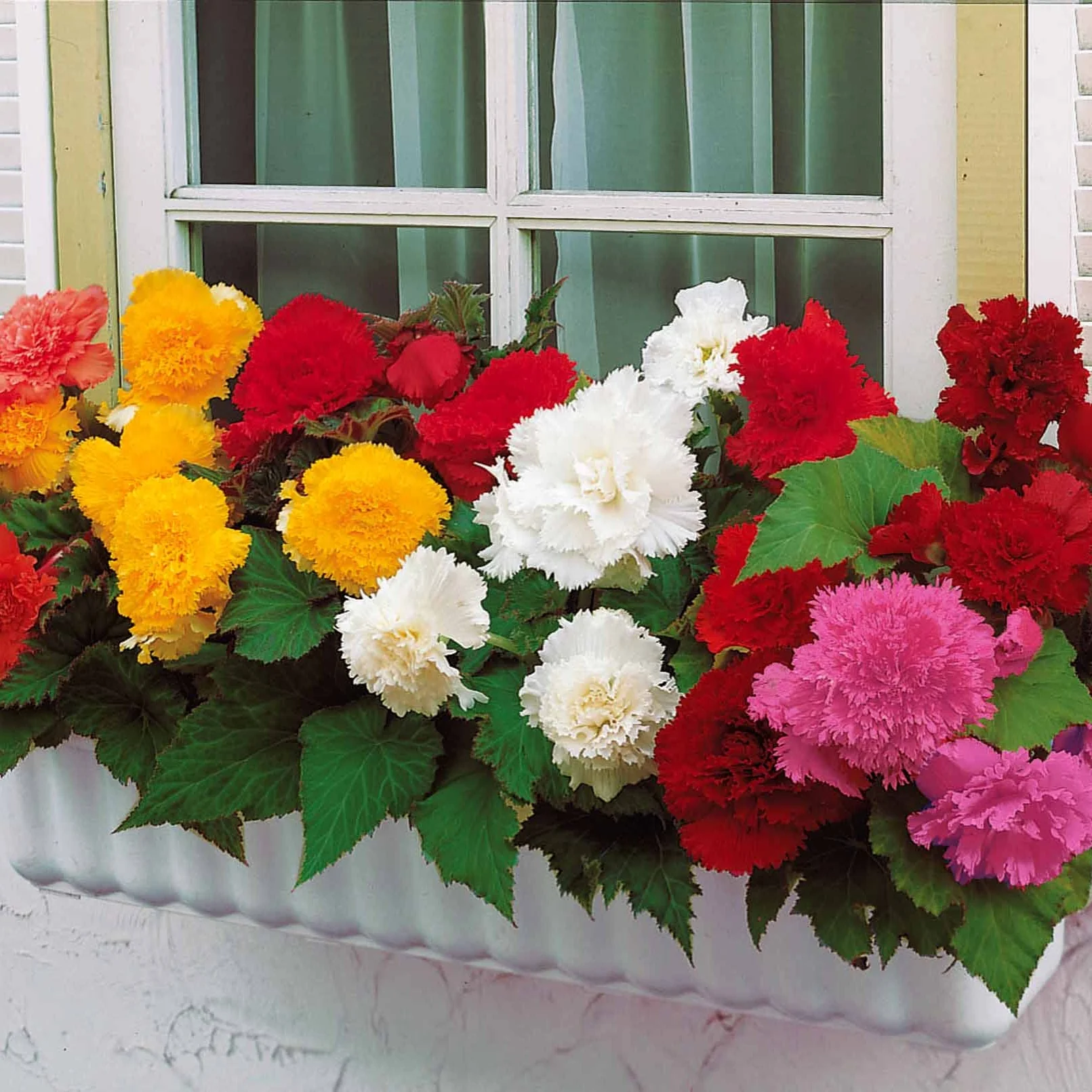 25 Bégonias à grandes fleurs en mélange - Image 2