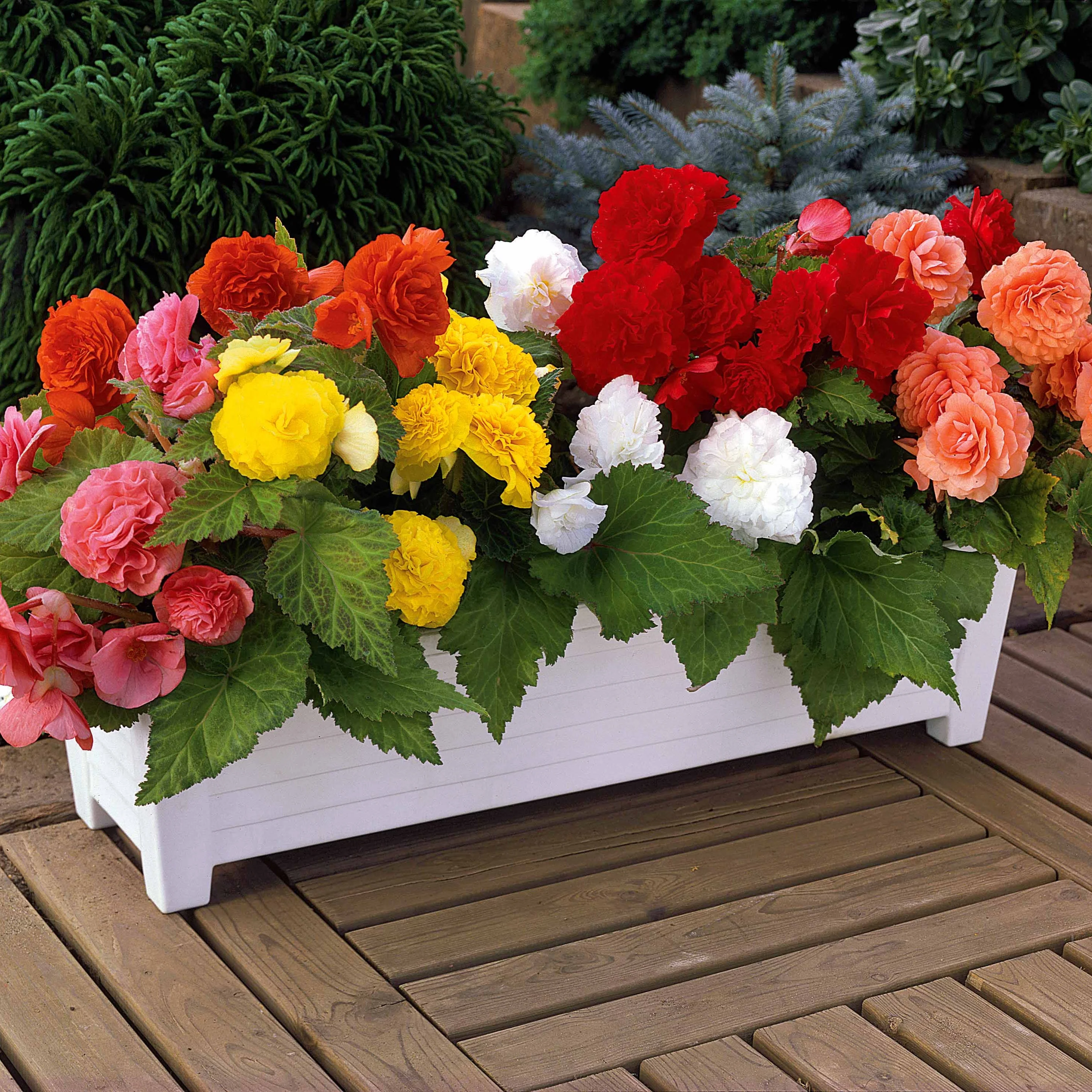 6 Bégonias multiflora Non Stop en mélange - Image 2