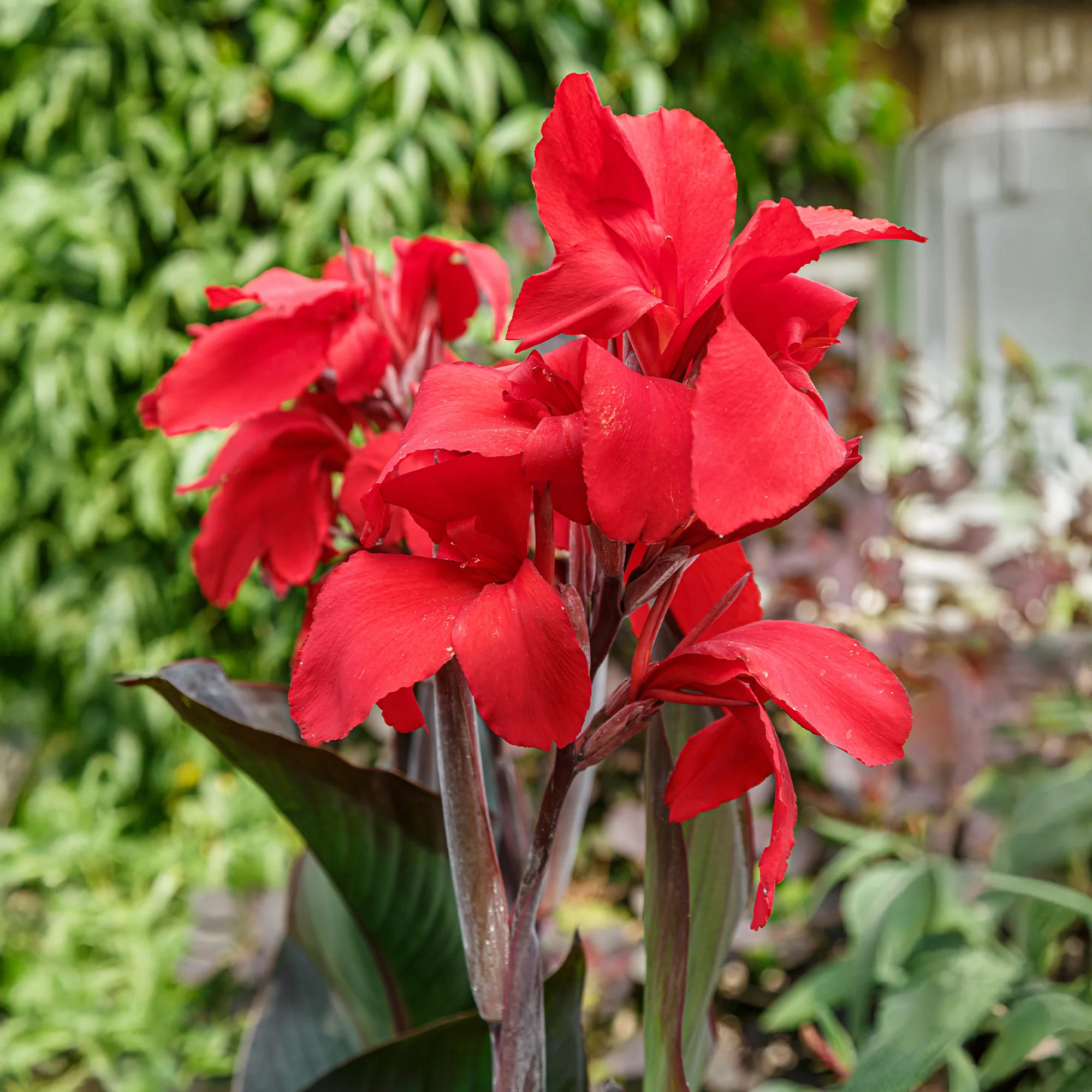 2 Canna Red Futurity