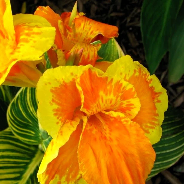 Canna Tropicanna Gold - Image 2