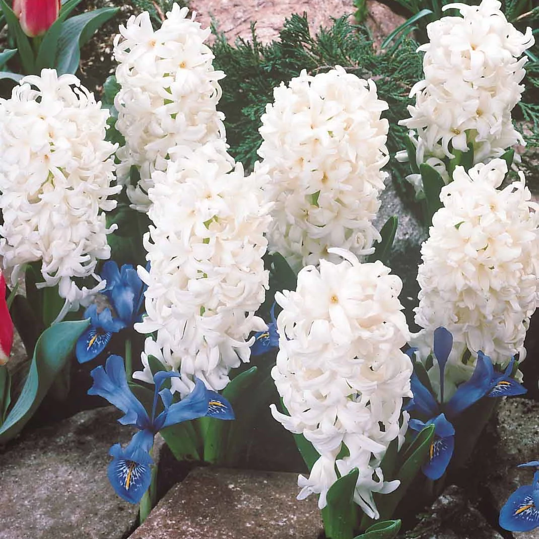 Collection de 12 Jacinthes (3 roses + 3 bleues + 3 rouges + 3 blanches) - Image 4