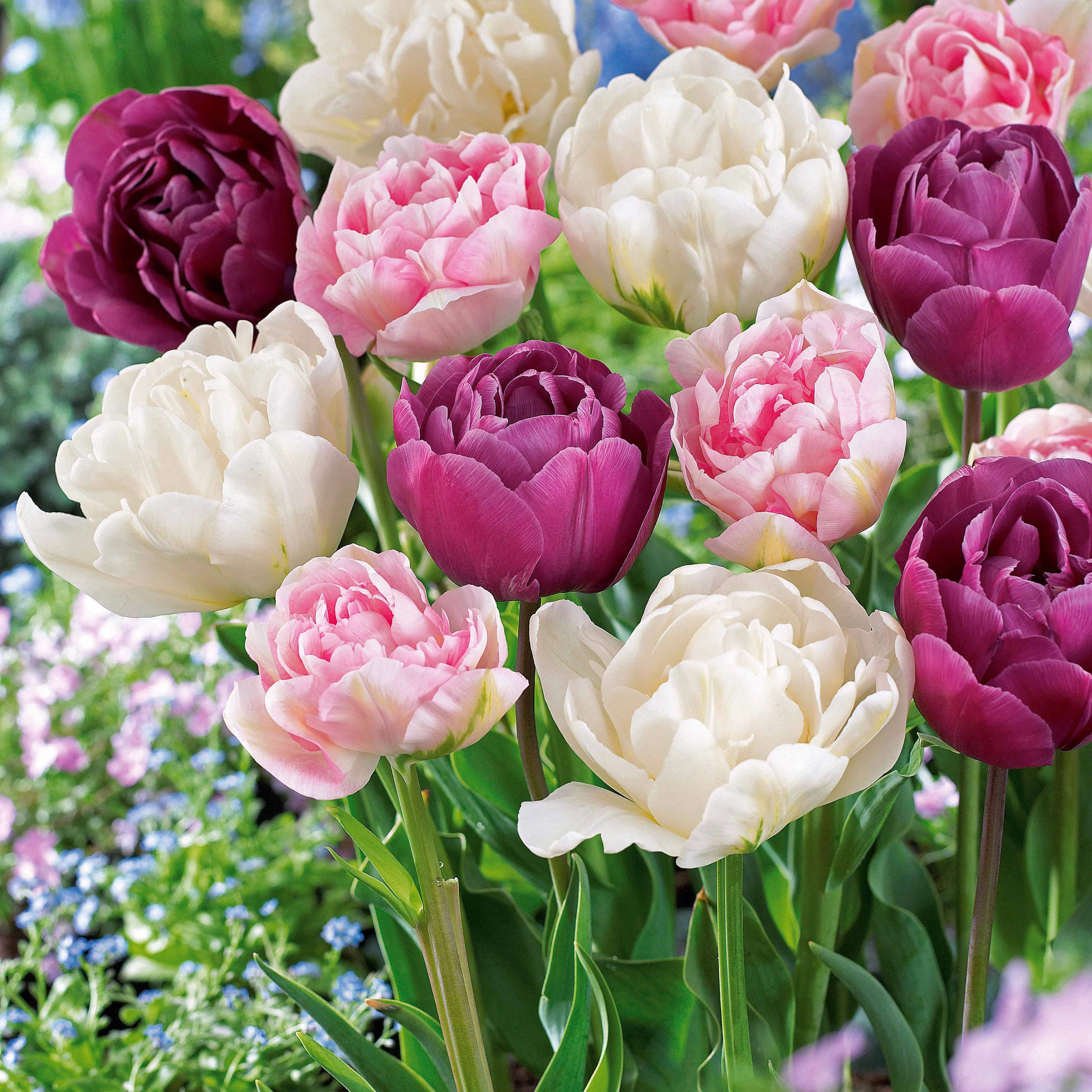 Collection de Tulipes à fleurs de pivoine