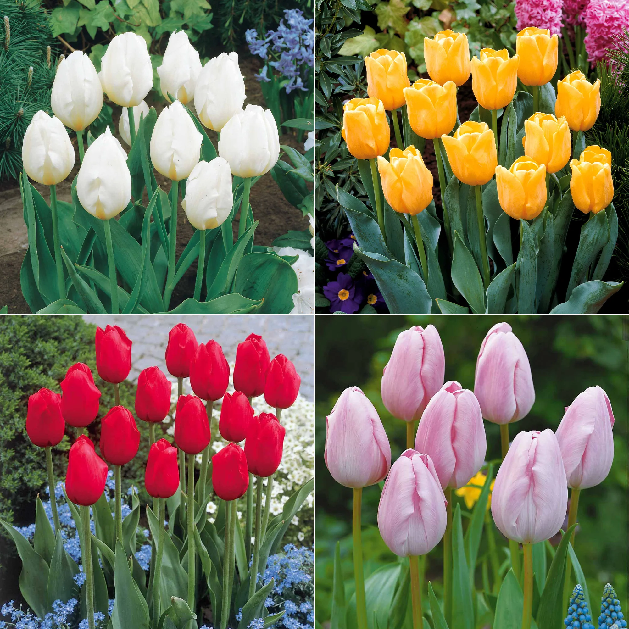 Collection de 20 Tulipes à longues tiges