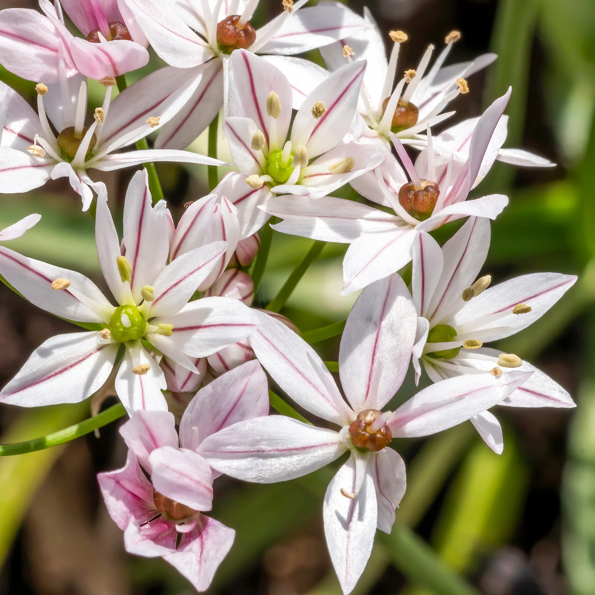Collection de 15 Tulipes Ice Cream et Alliums Caméléon - Image 3