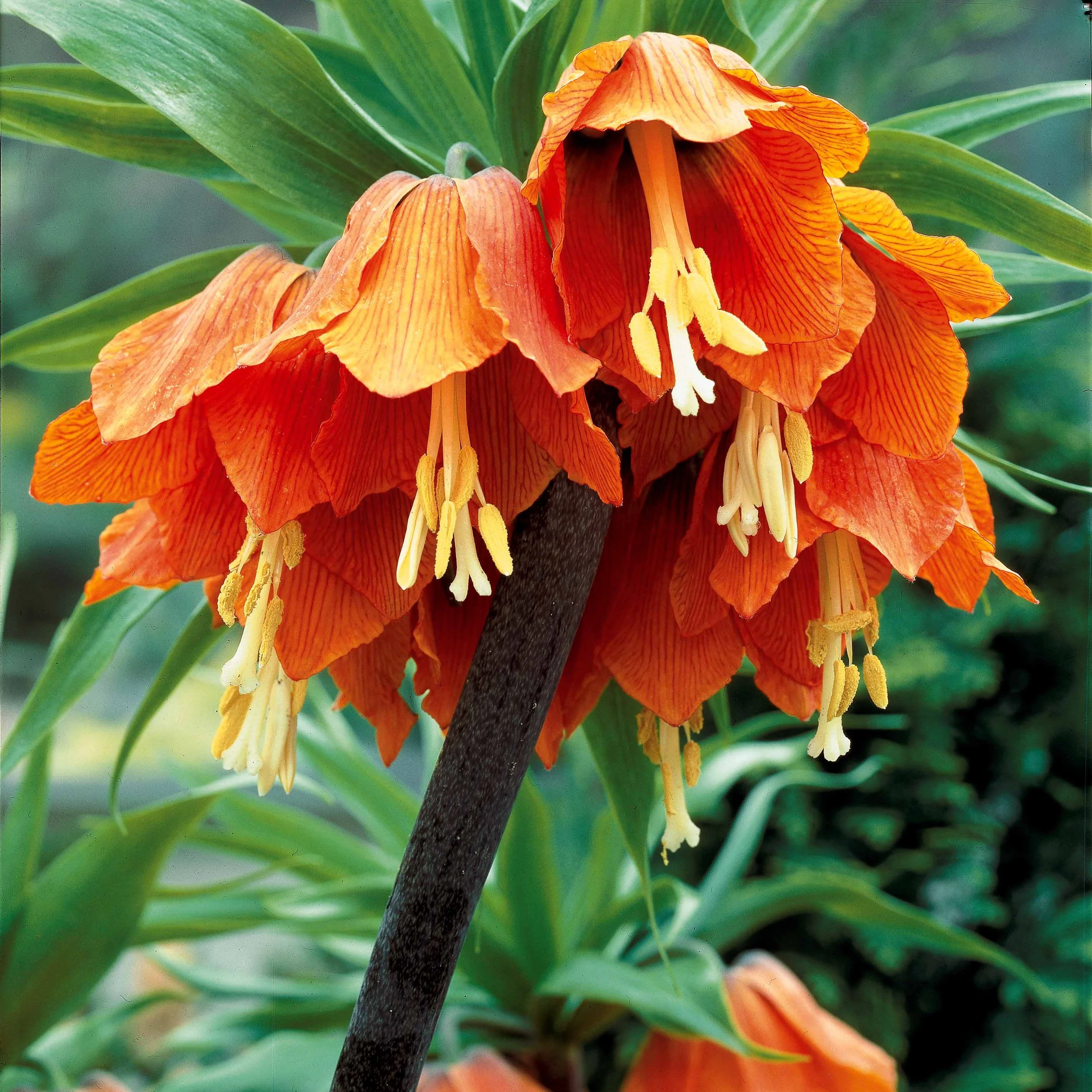 Couronne impériale orange - Image 3